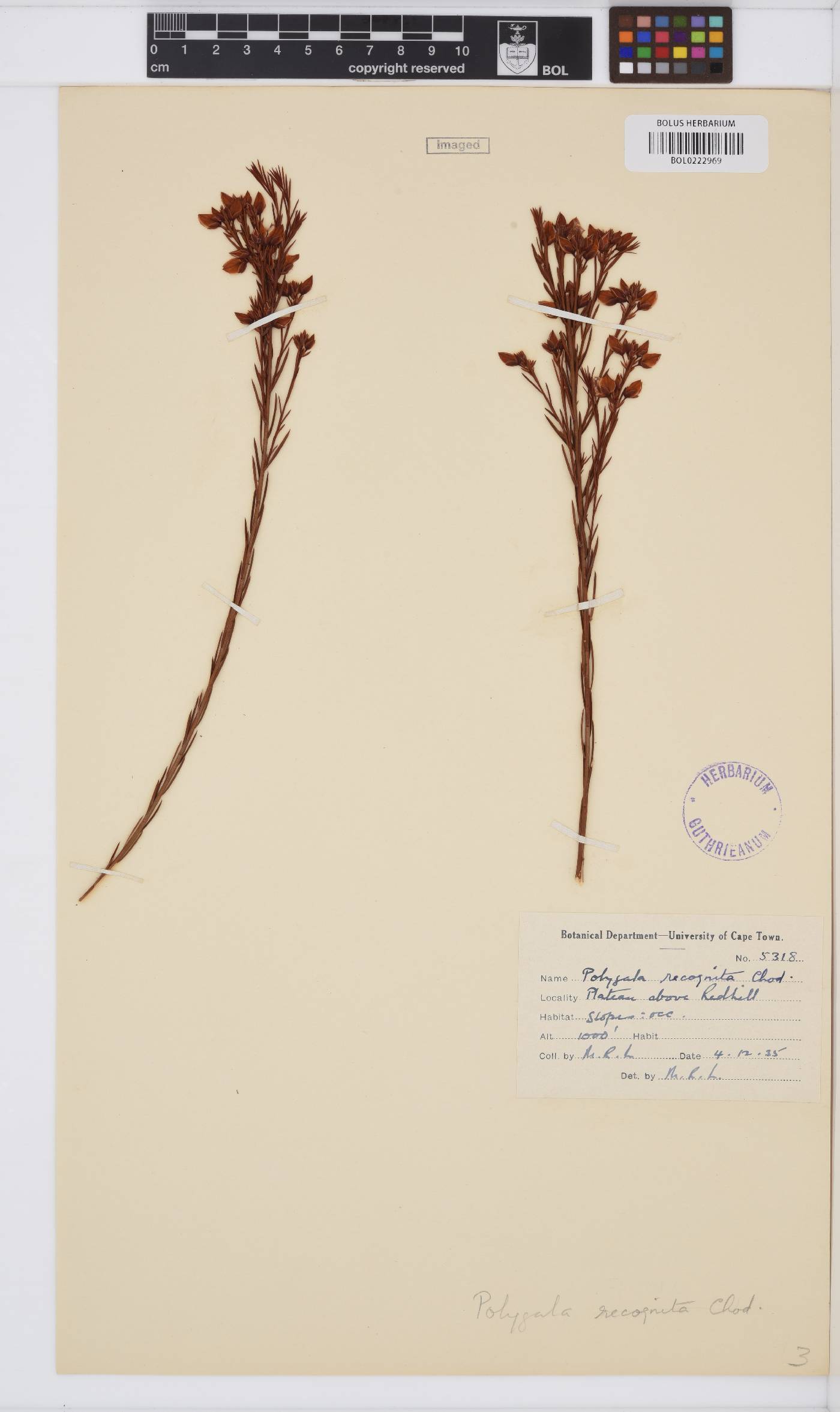 Polygala recognita image