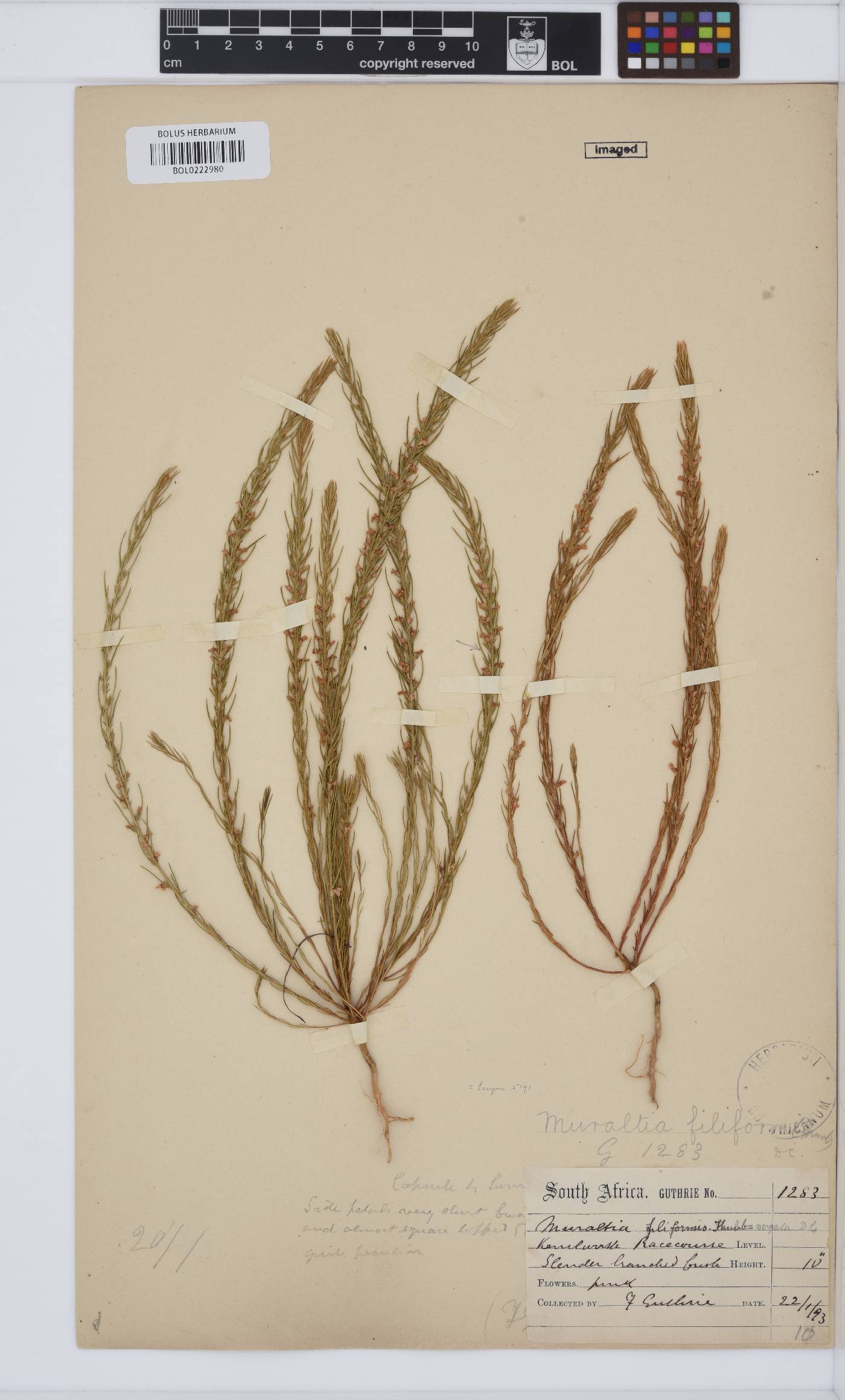 Muraltia filiformis image