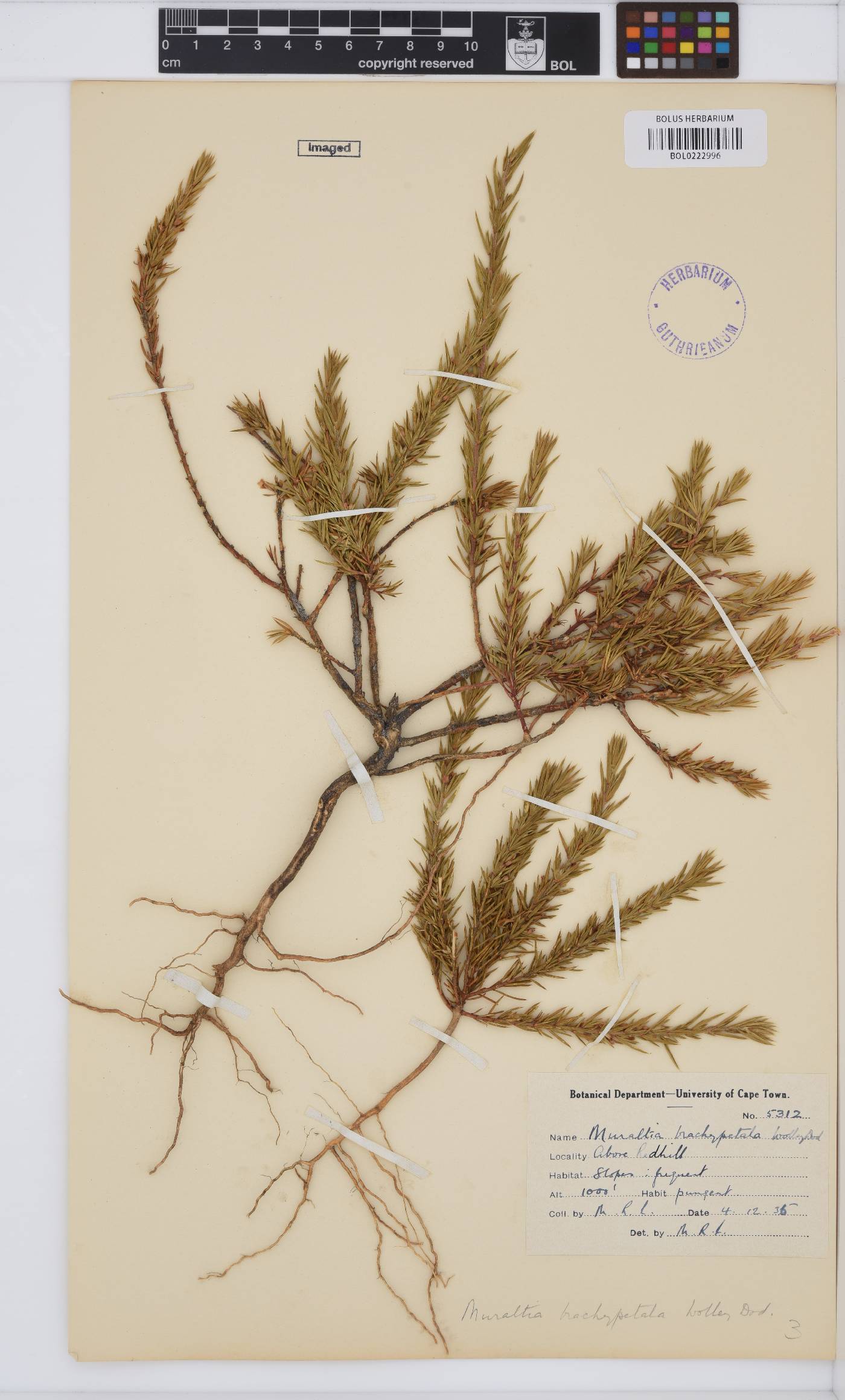 Muraltia brachypetala image