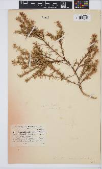 Muraltia rosmarinifolia image
