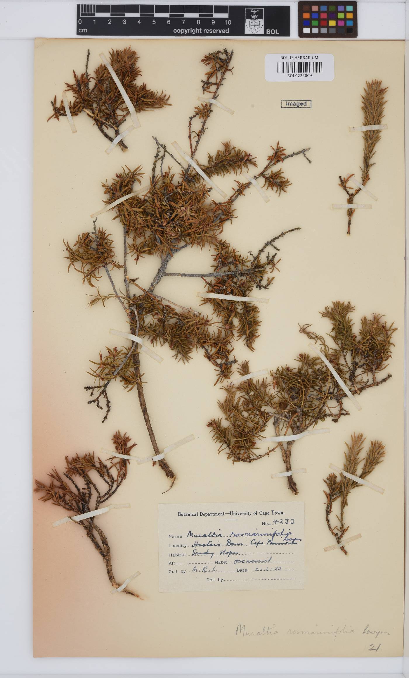Muraltia rosmarinifolia image