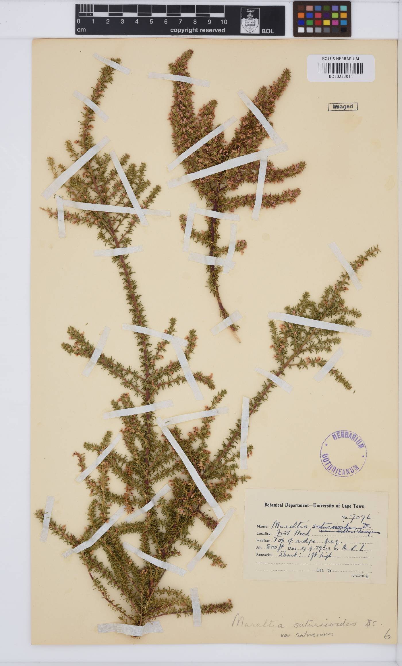 Muraltia satureioides var. satureioides image