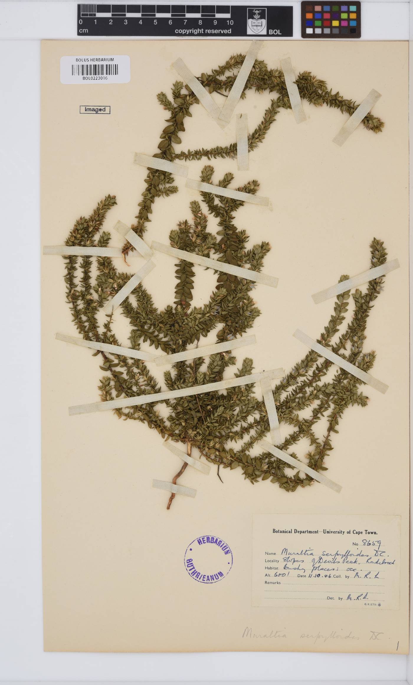 Muraltia serpylloides image