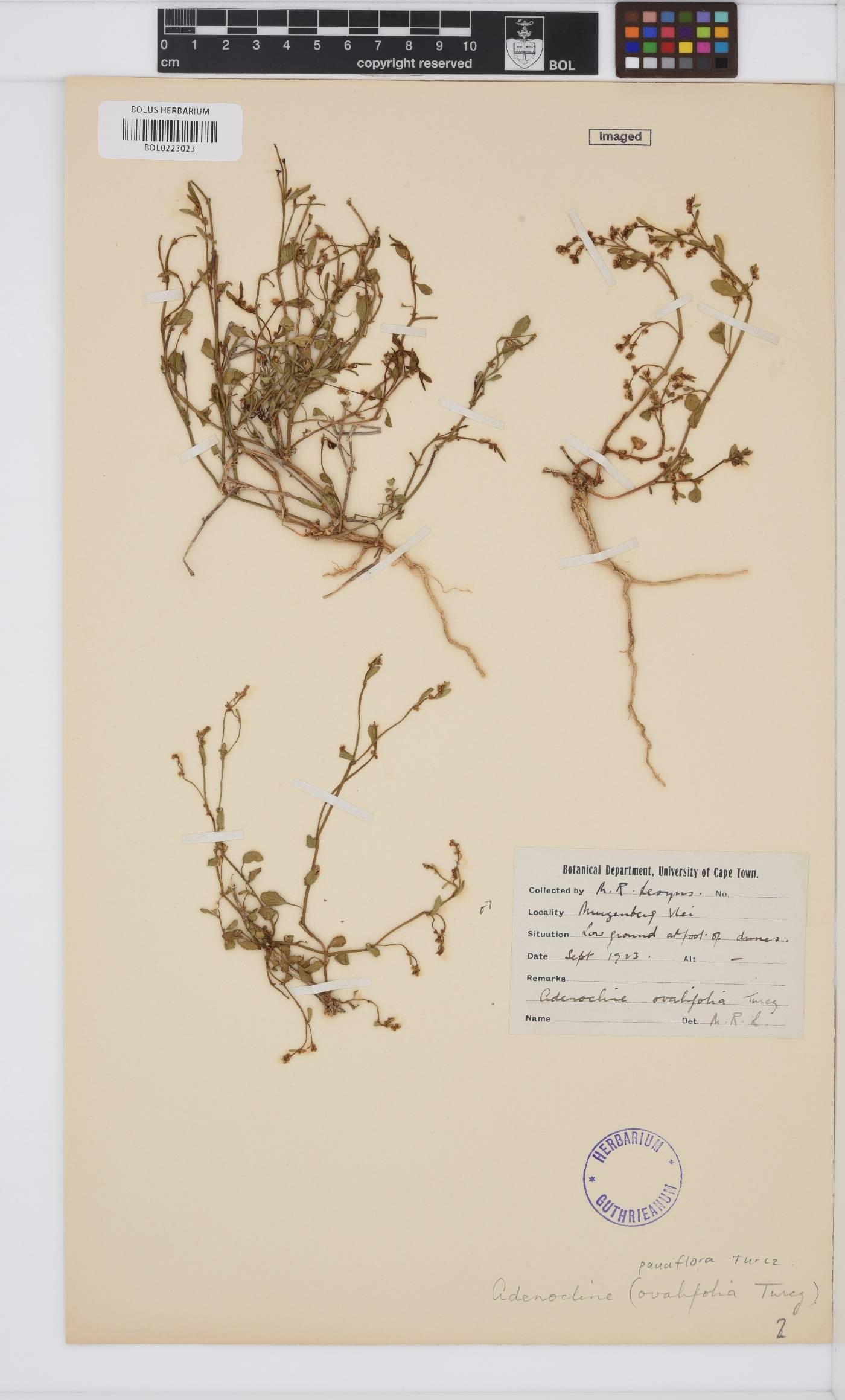 Adenocline pauciflora image