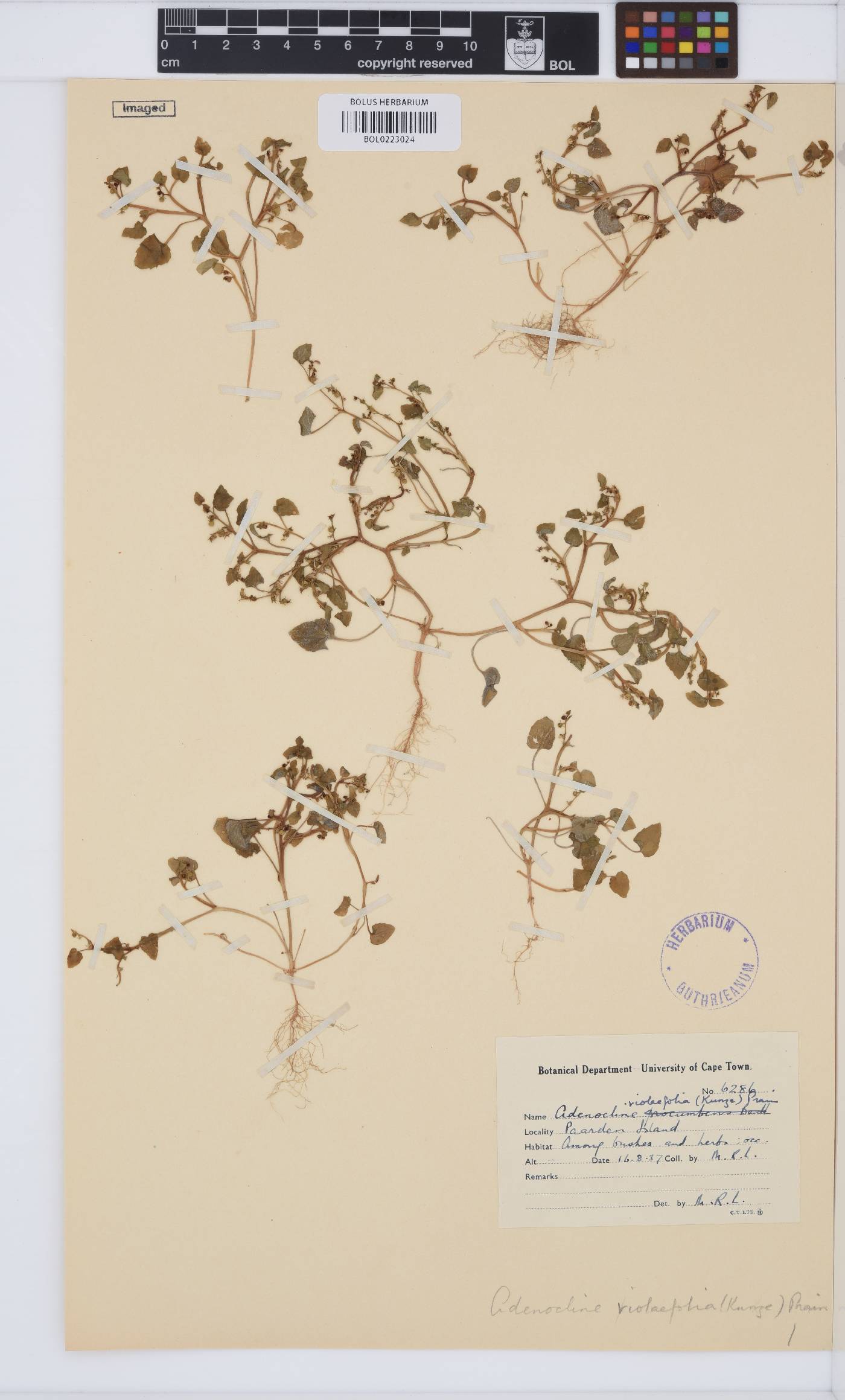 Adenocline violifolia image