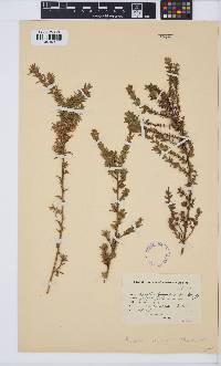 Muraltia thymifolia image