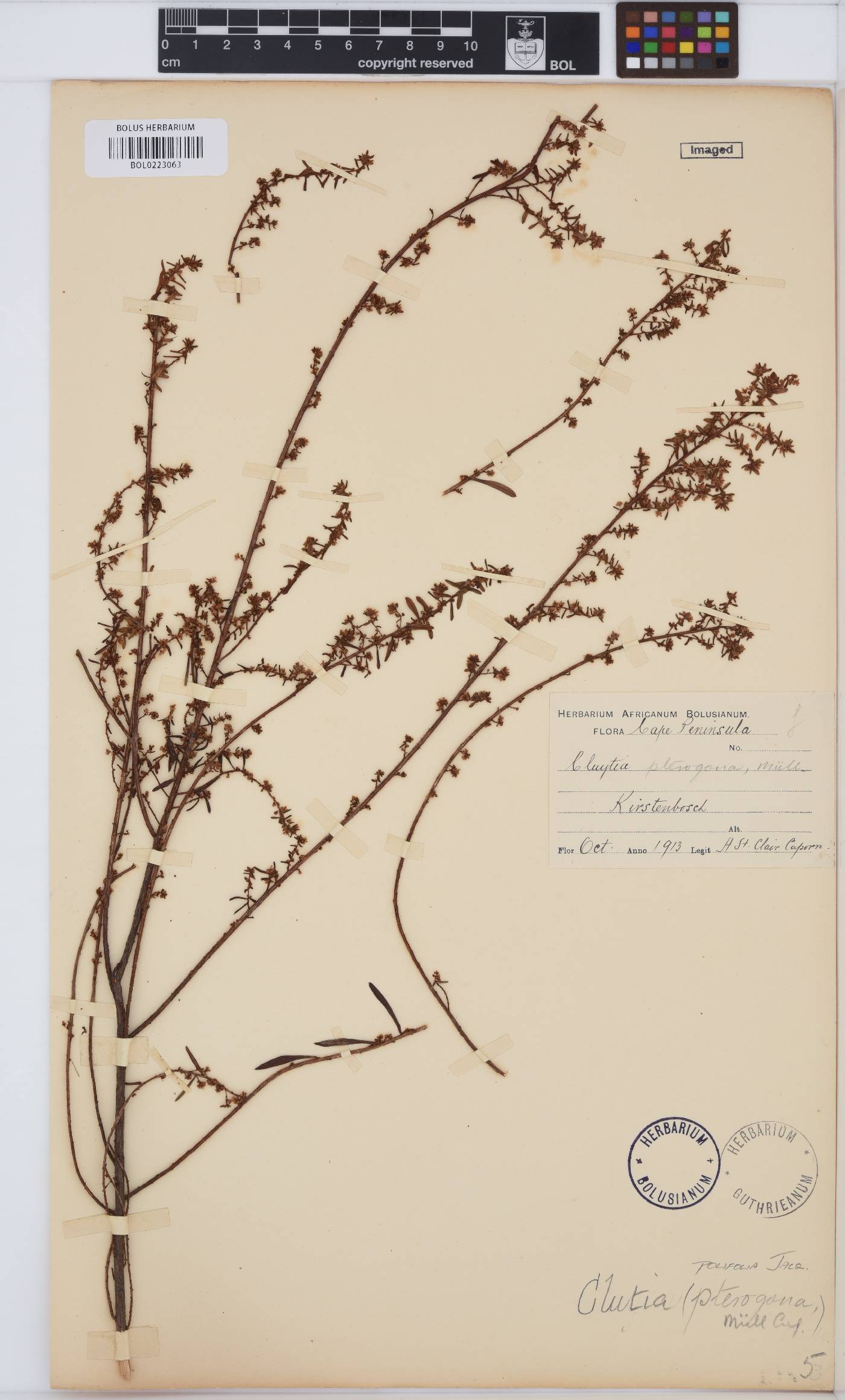 Clutia polifolia image