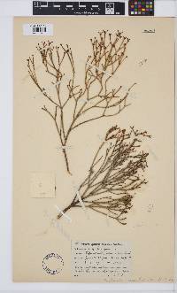Image of Euphorbia tenax