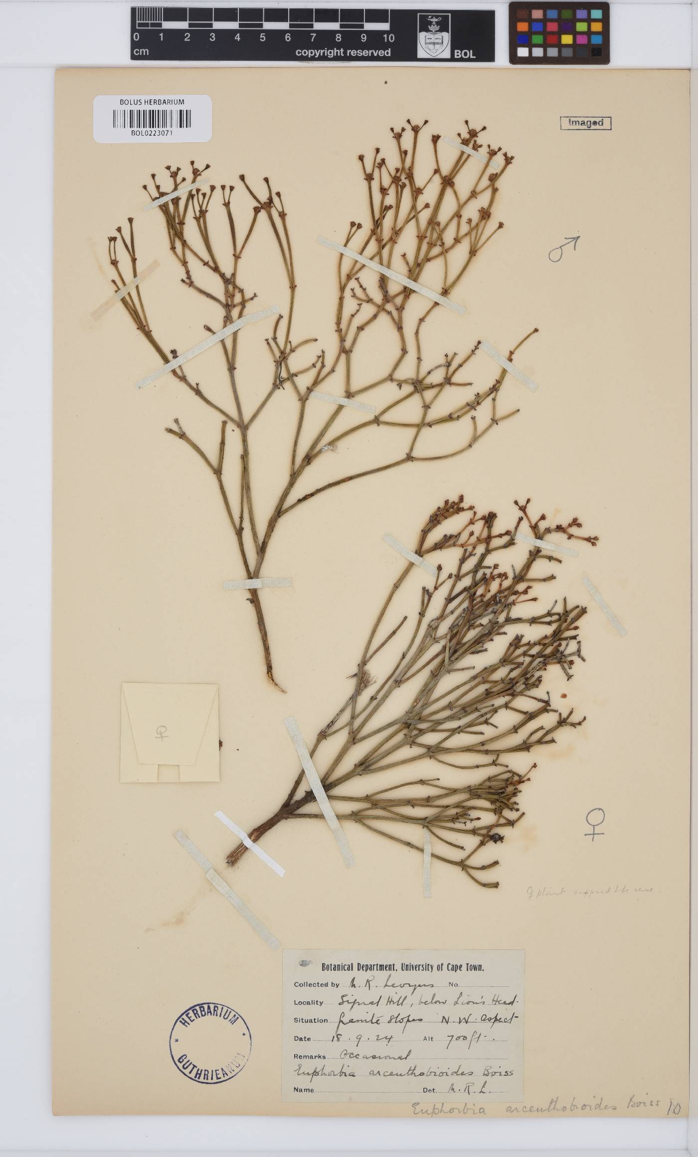 Euphorbia tenax image