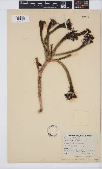 Image of Euphorbia caput-medusae