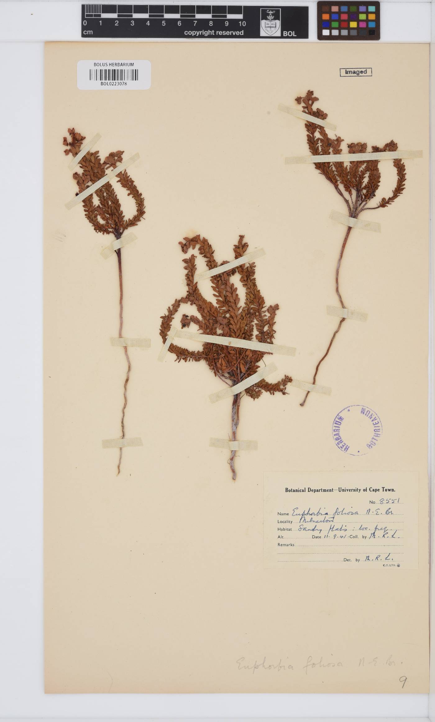 Euphorbia foliosa image