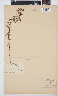 Euphorbia erythrina image