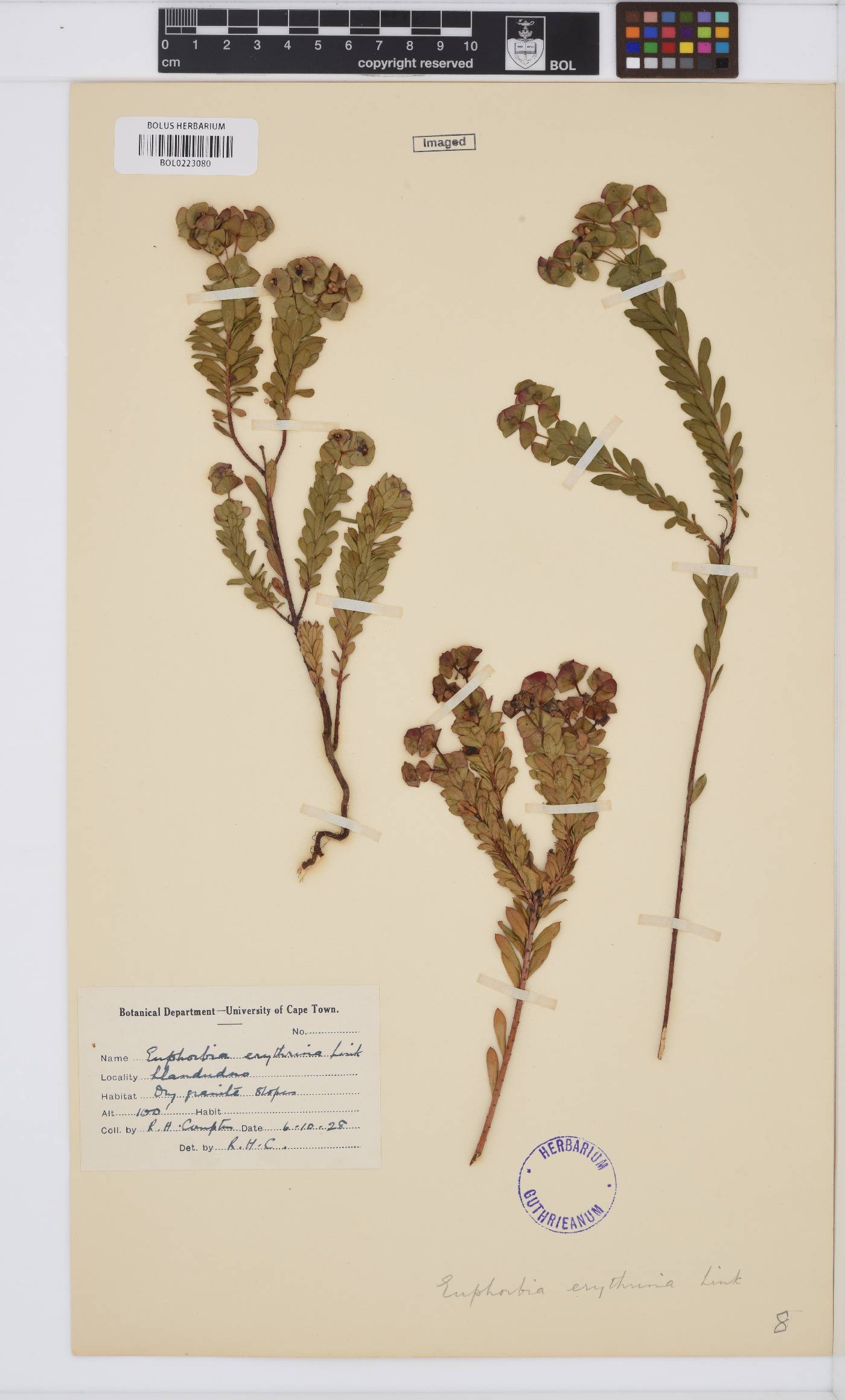Euphorbia erythrina image