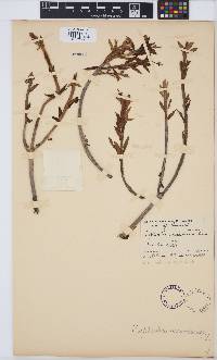 Image of Euphorbia mauritanica