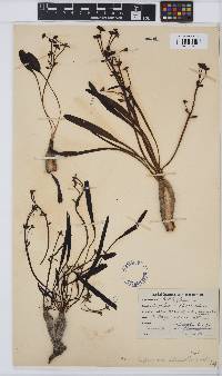 Euphorbia silenifolia image