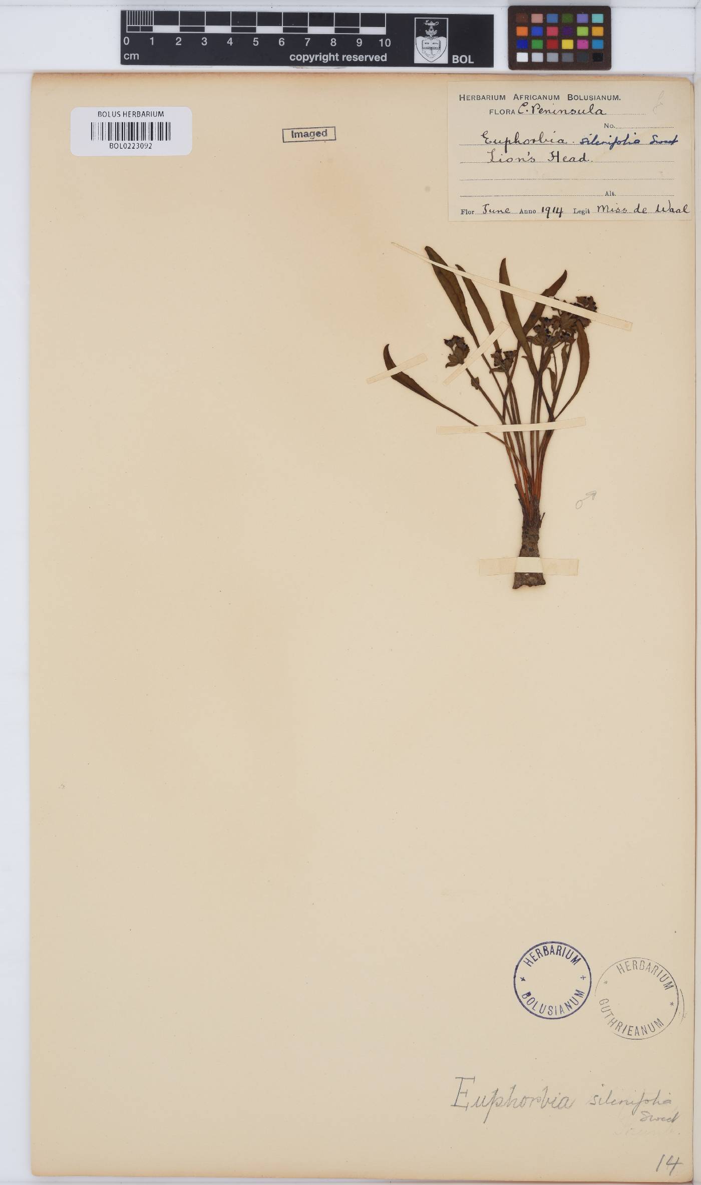 Euphorbia silenifolia image