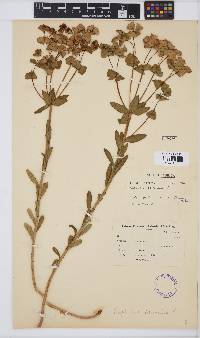 Image of Euphorbia terracina