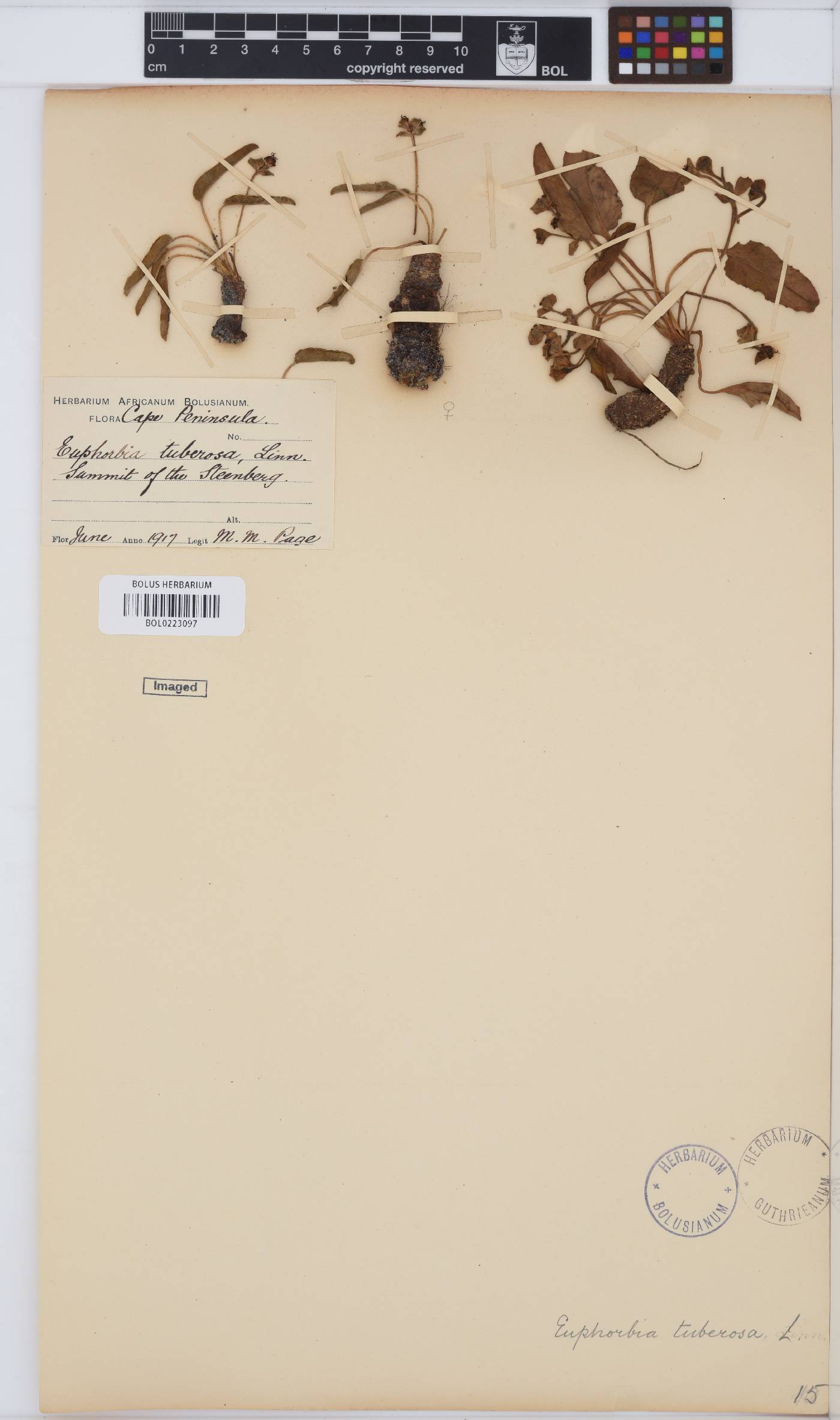 Euphorbia tuberosa image