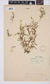 Image of Euphorbia serpens