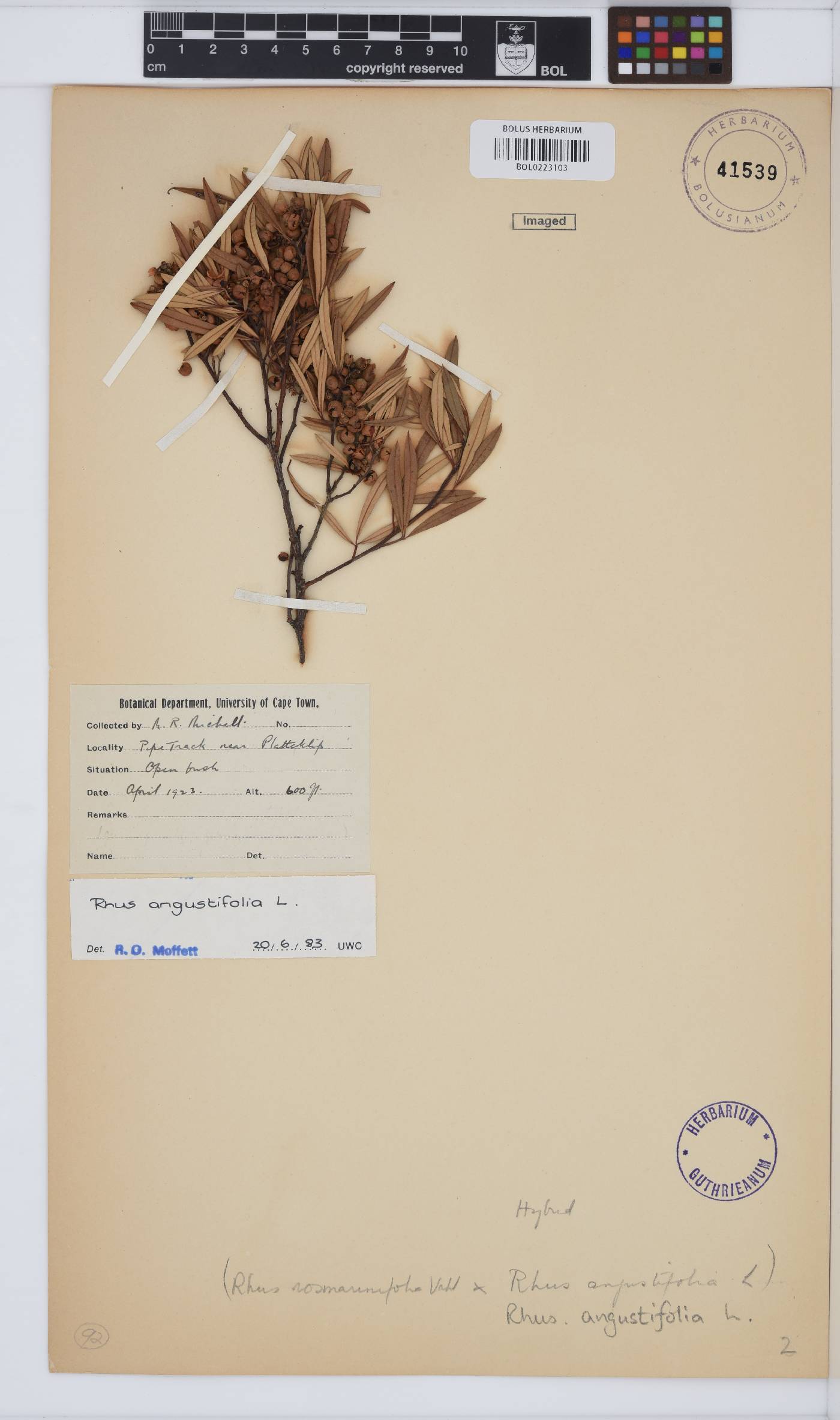 Searsia angustifolia image