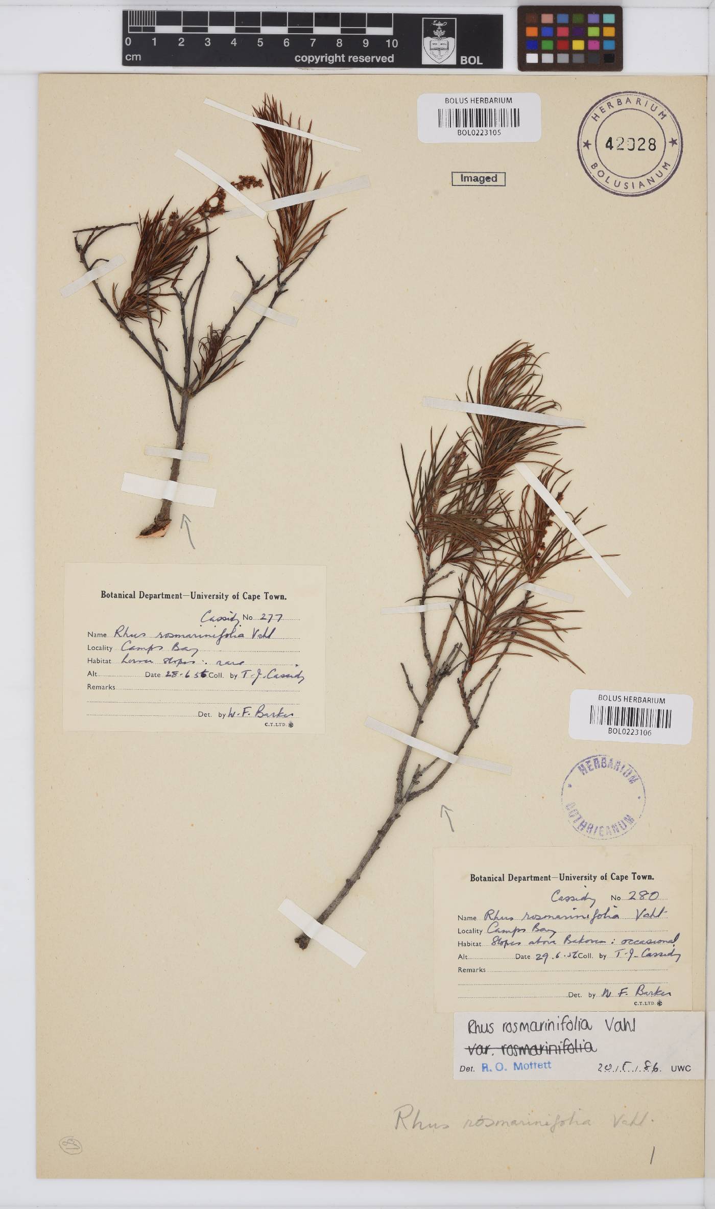 Searsia rosmarinifolia image