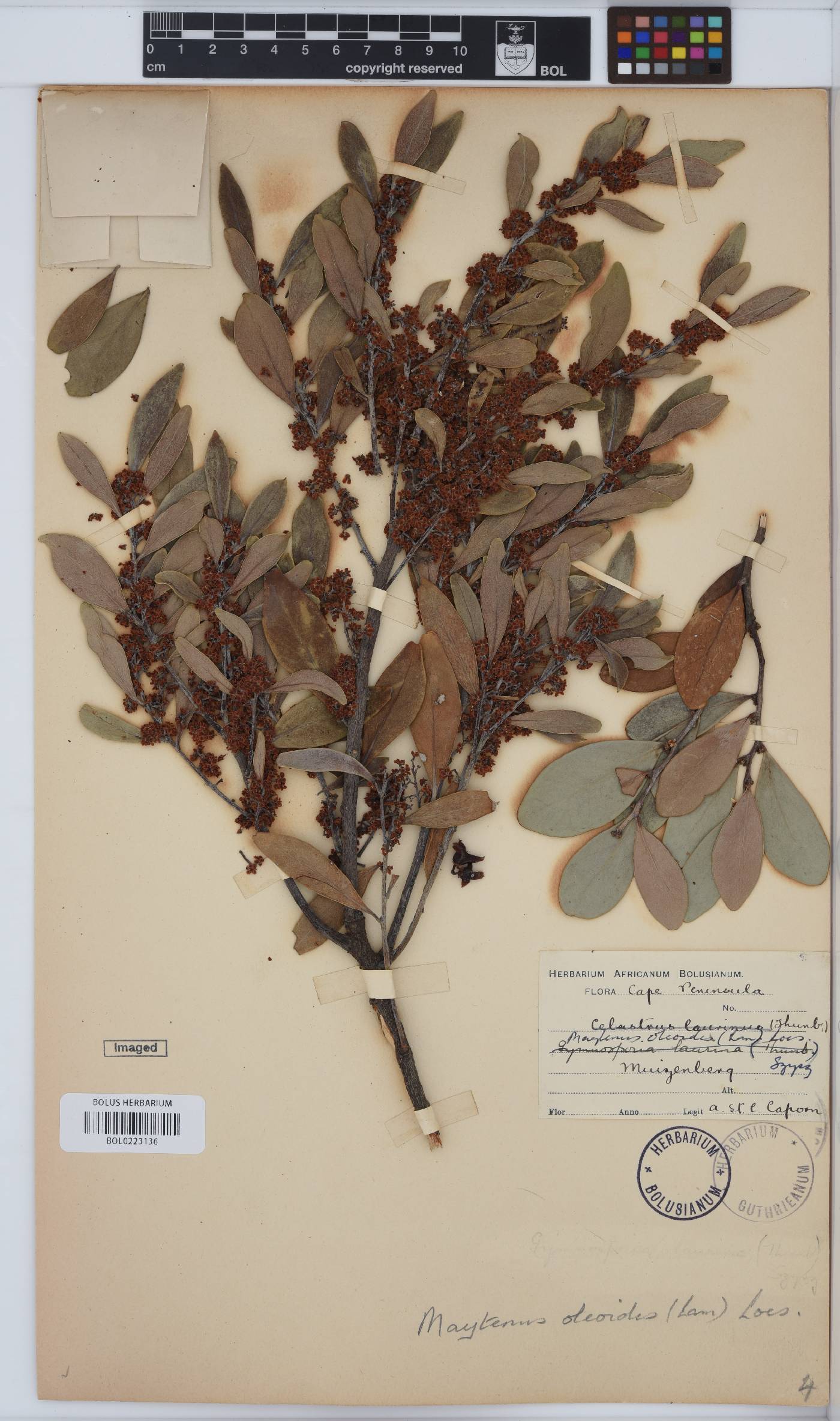 Maytenus image
