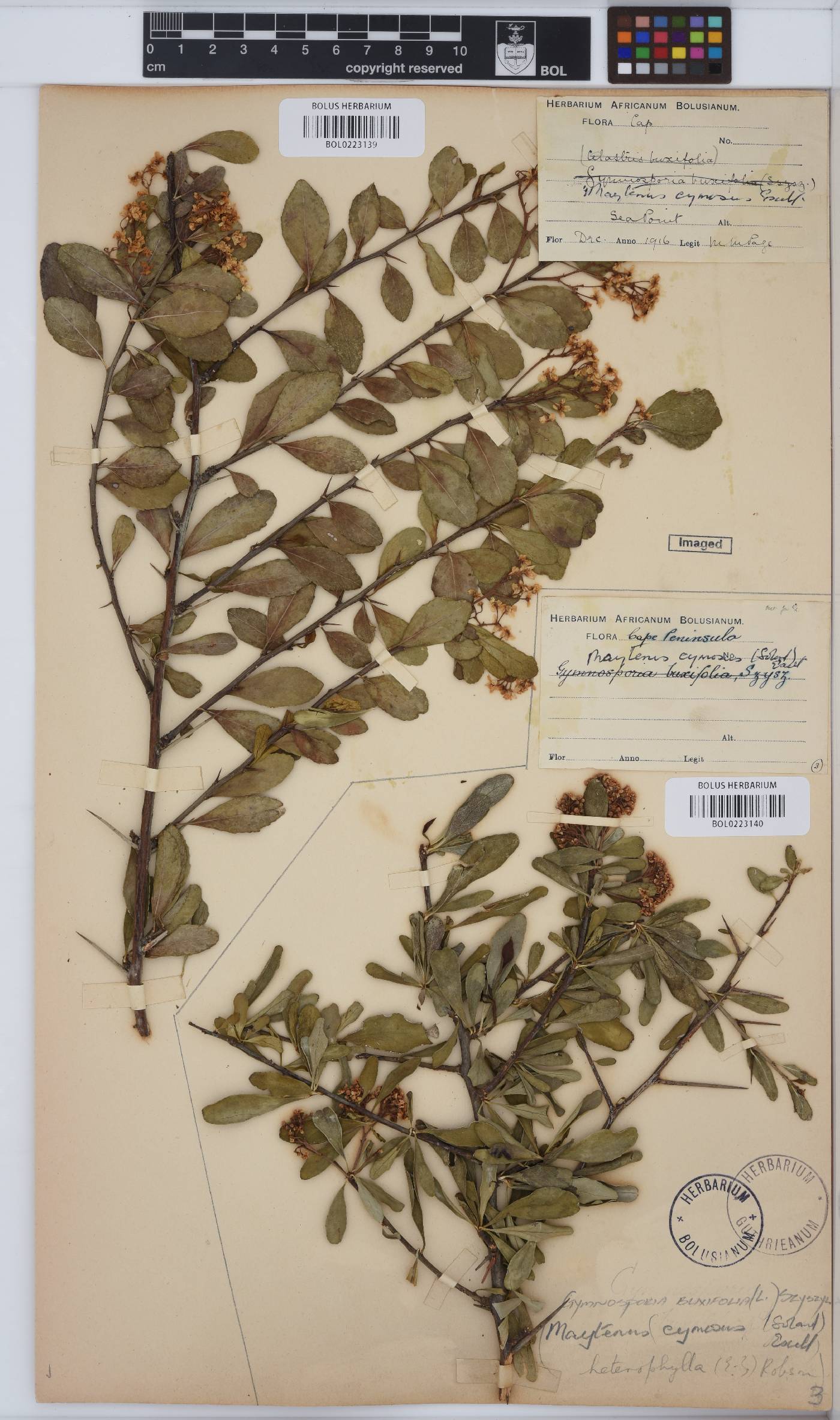 Gymnosporia buxifolia image