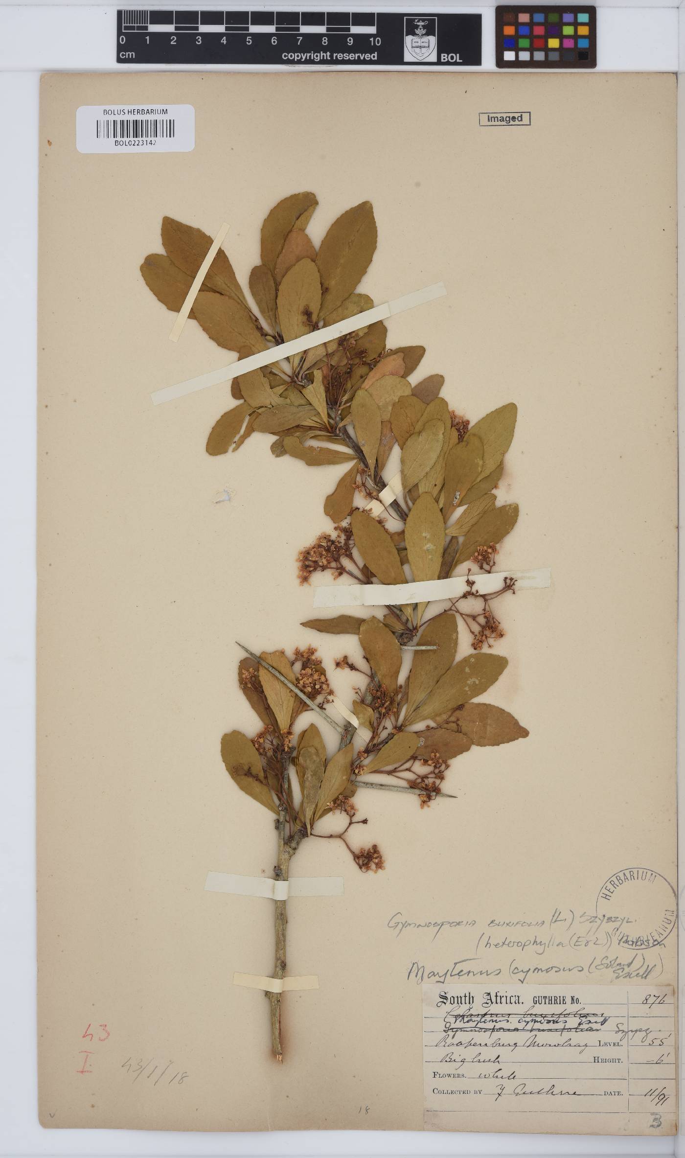 Gymnosporia buxifolia image