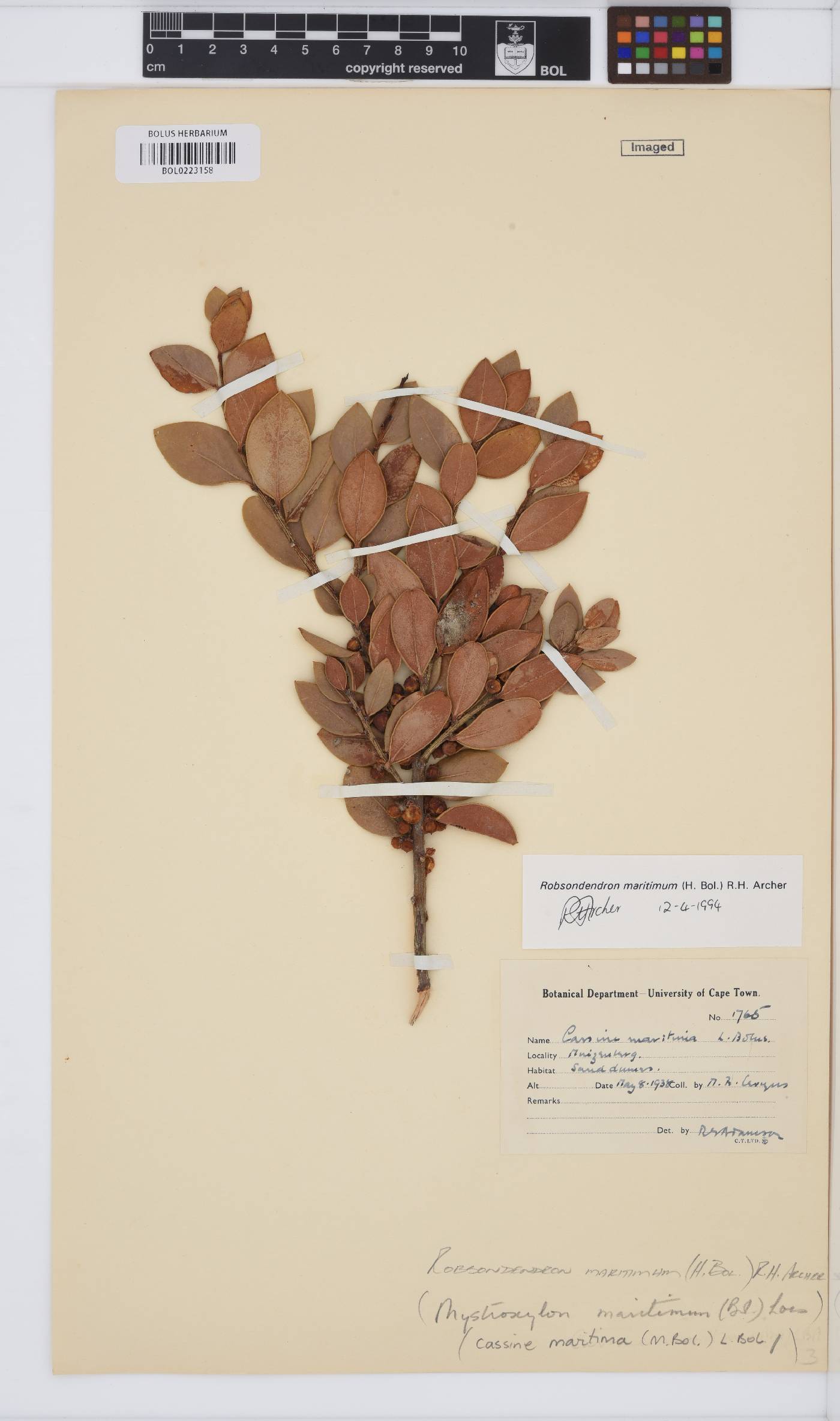 Robsonodendron maritimum image