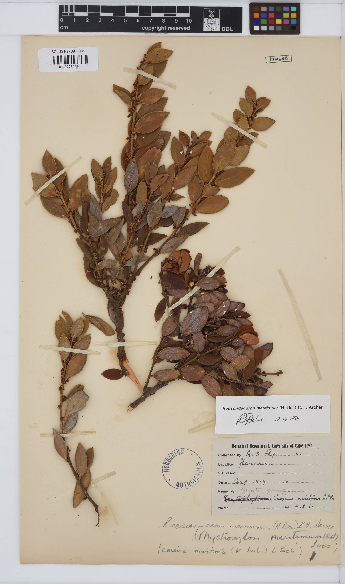 Robsonodendron maritimum image