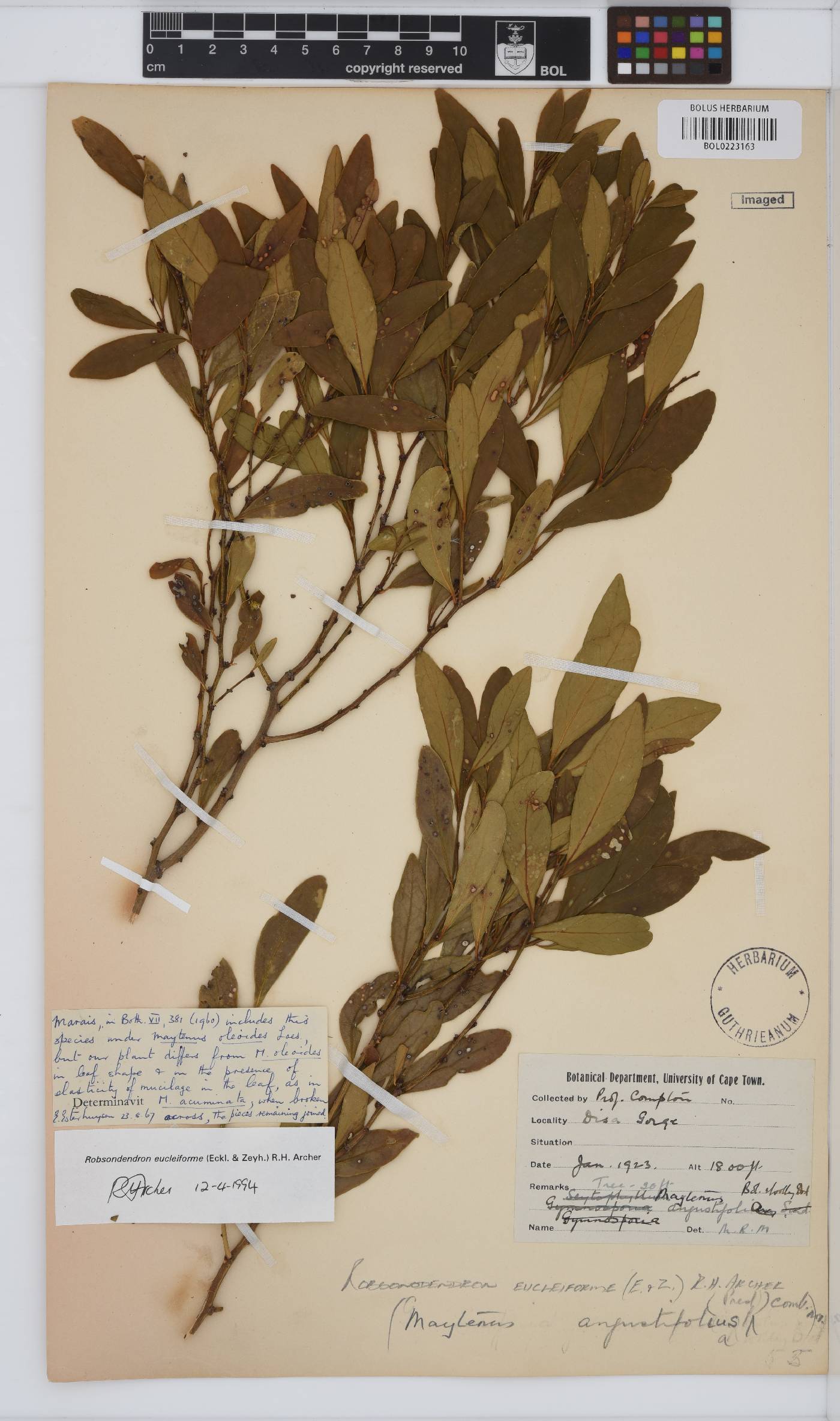 Robsonodendron eucleiforme image