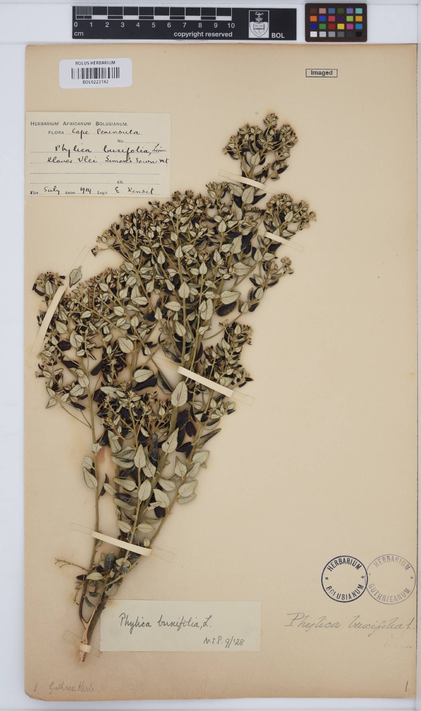 Phylica buxifolia image
