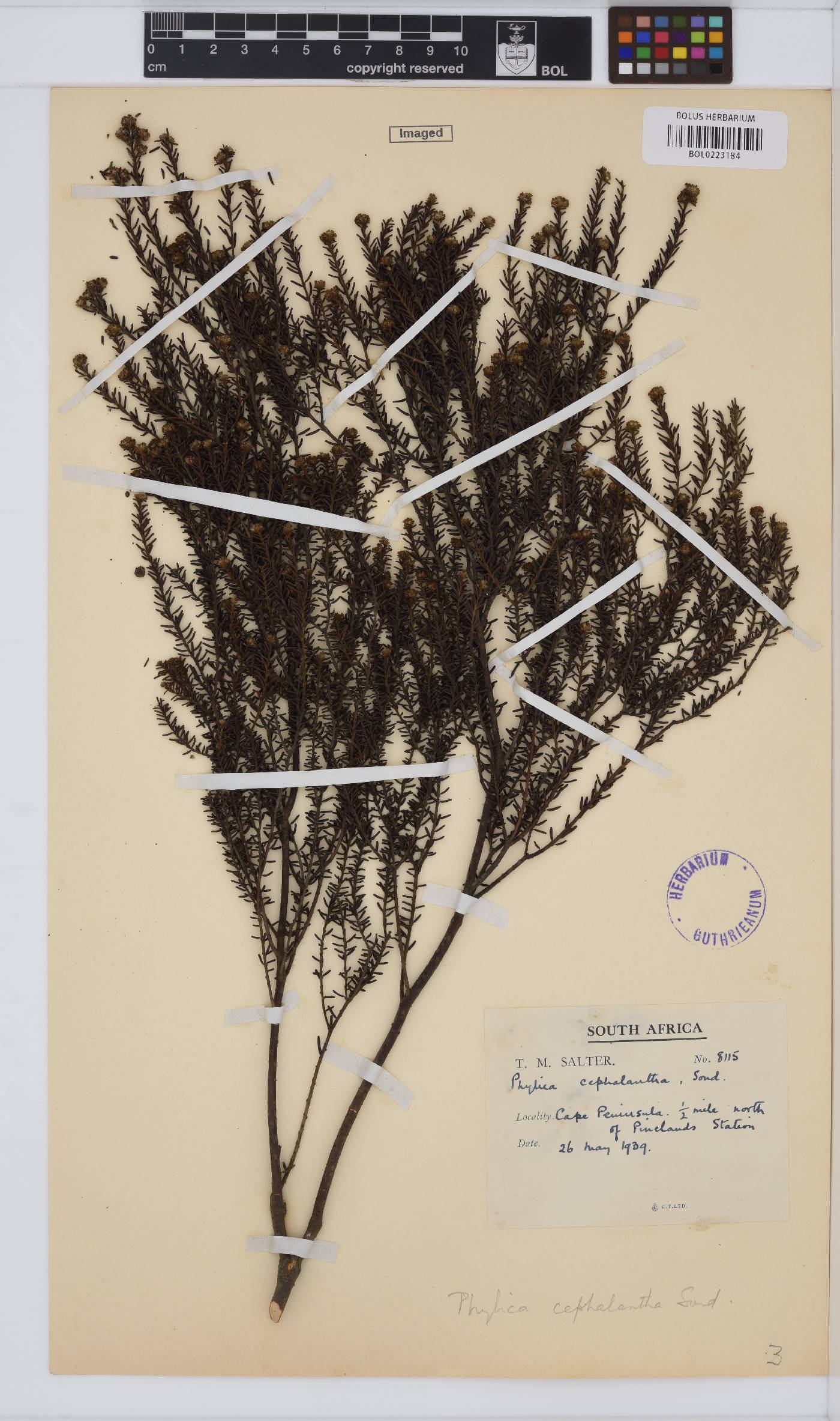 Phylica cephalantha image