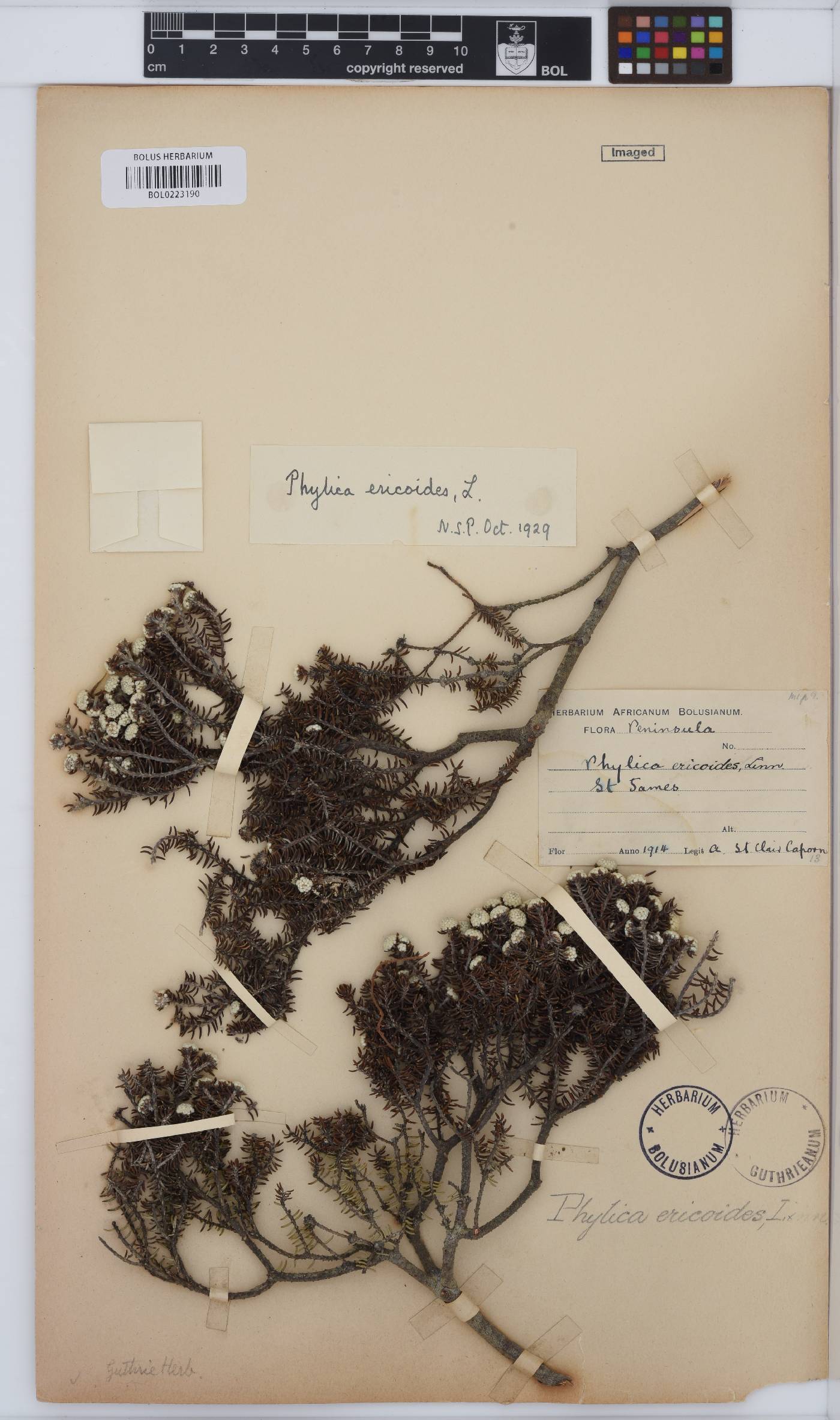 Phylica ericoides image