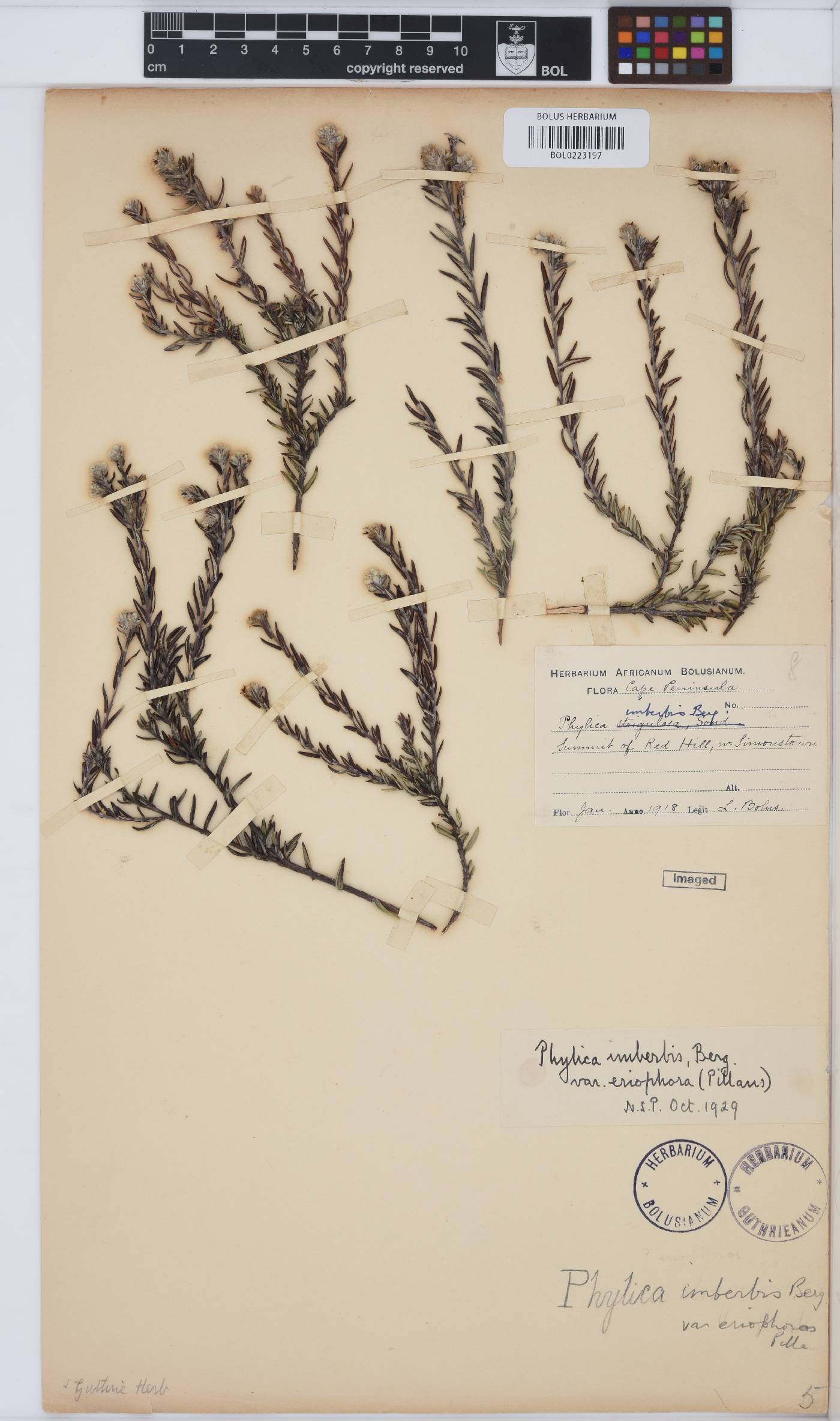 Phylica imberbis var. eriophoros image