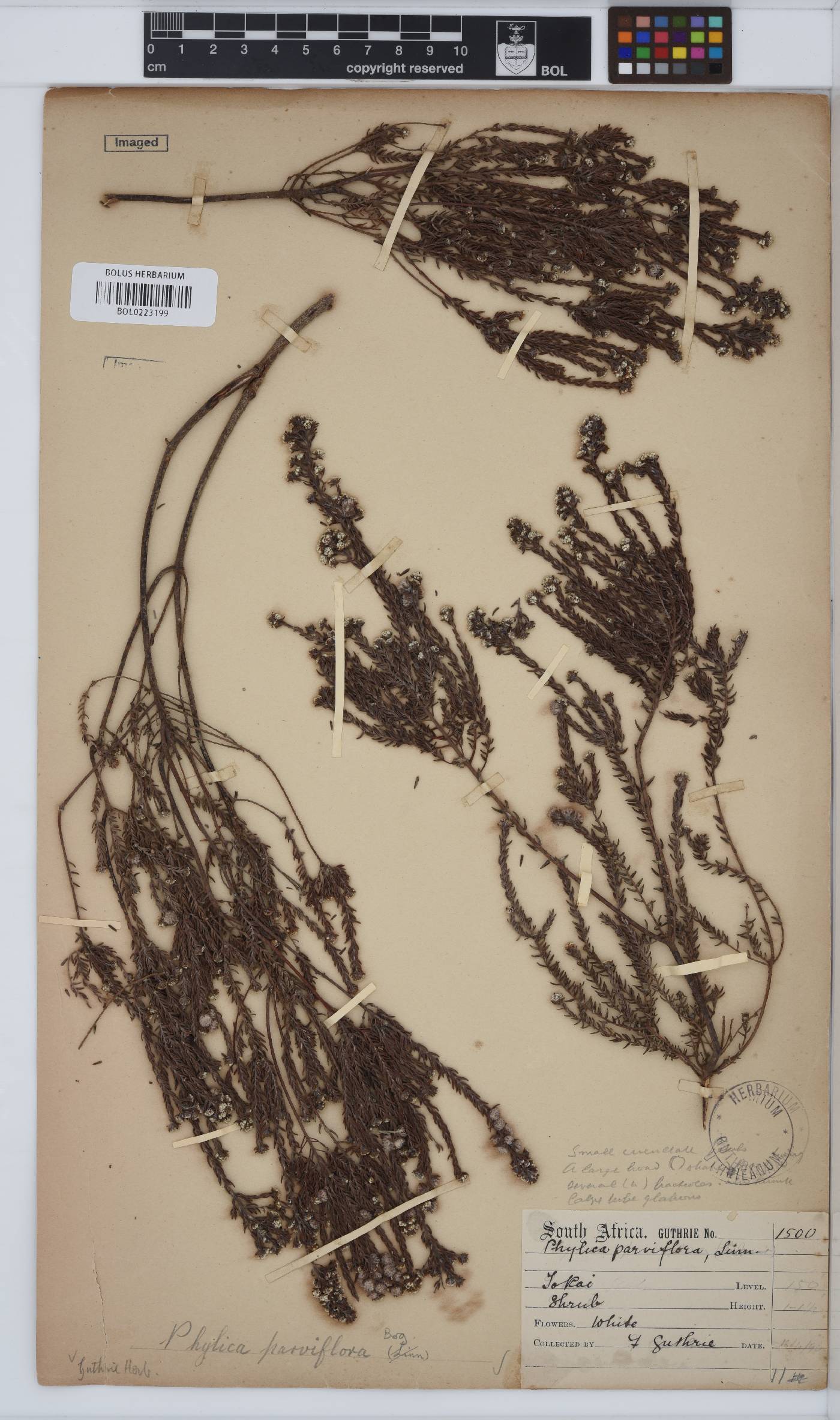 Phylica parviflora image