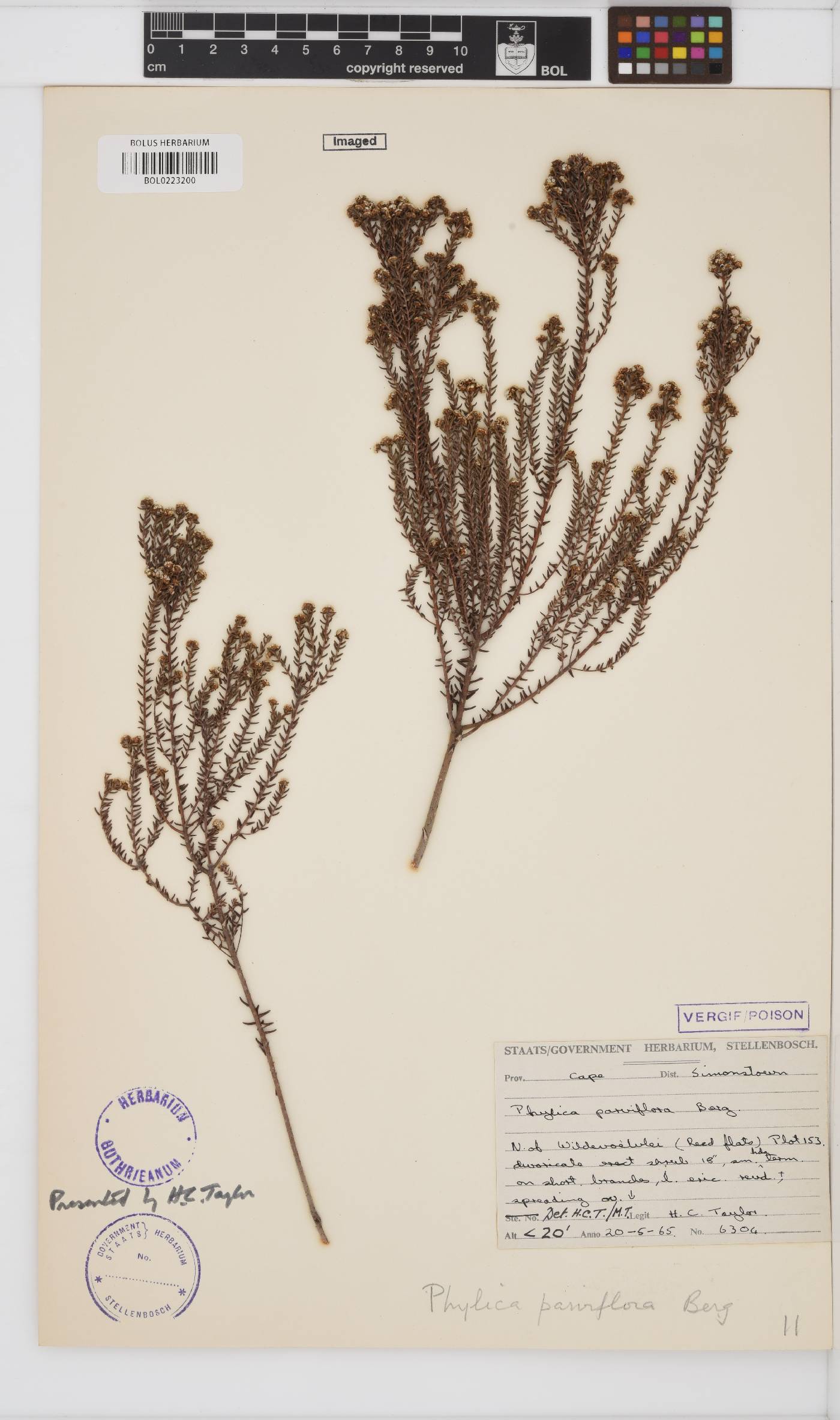 Phylica parviflora image