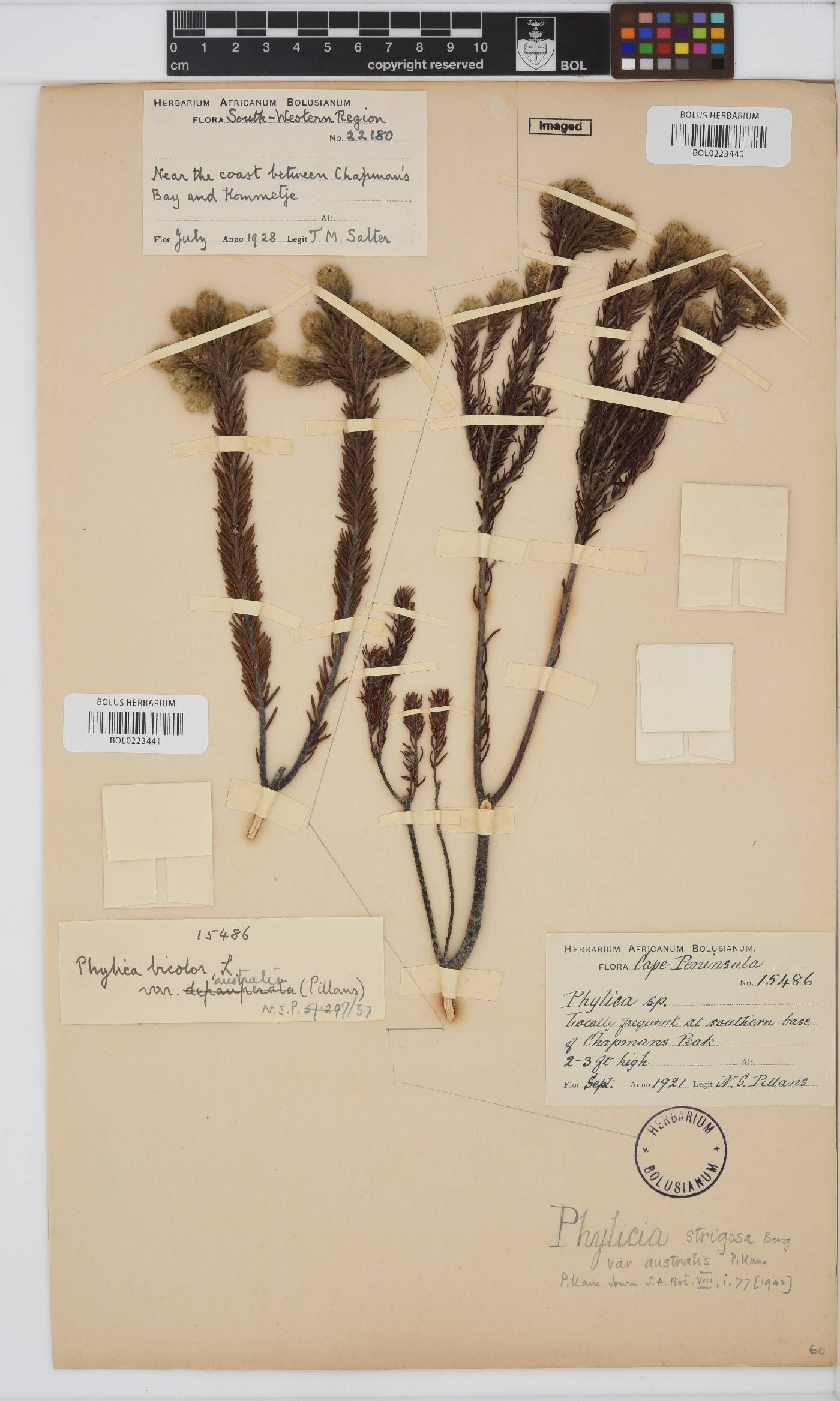 Phylica strigosa var. australis image