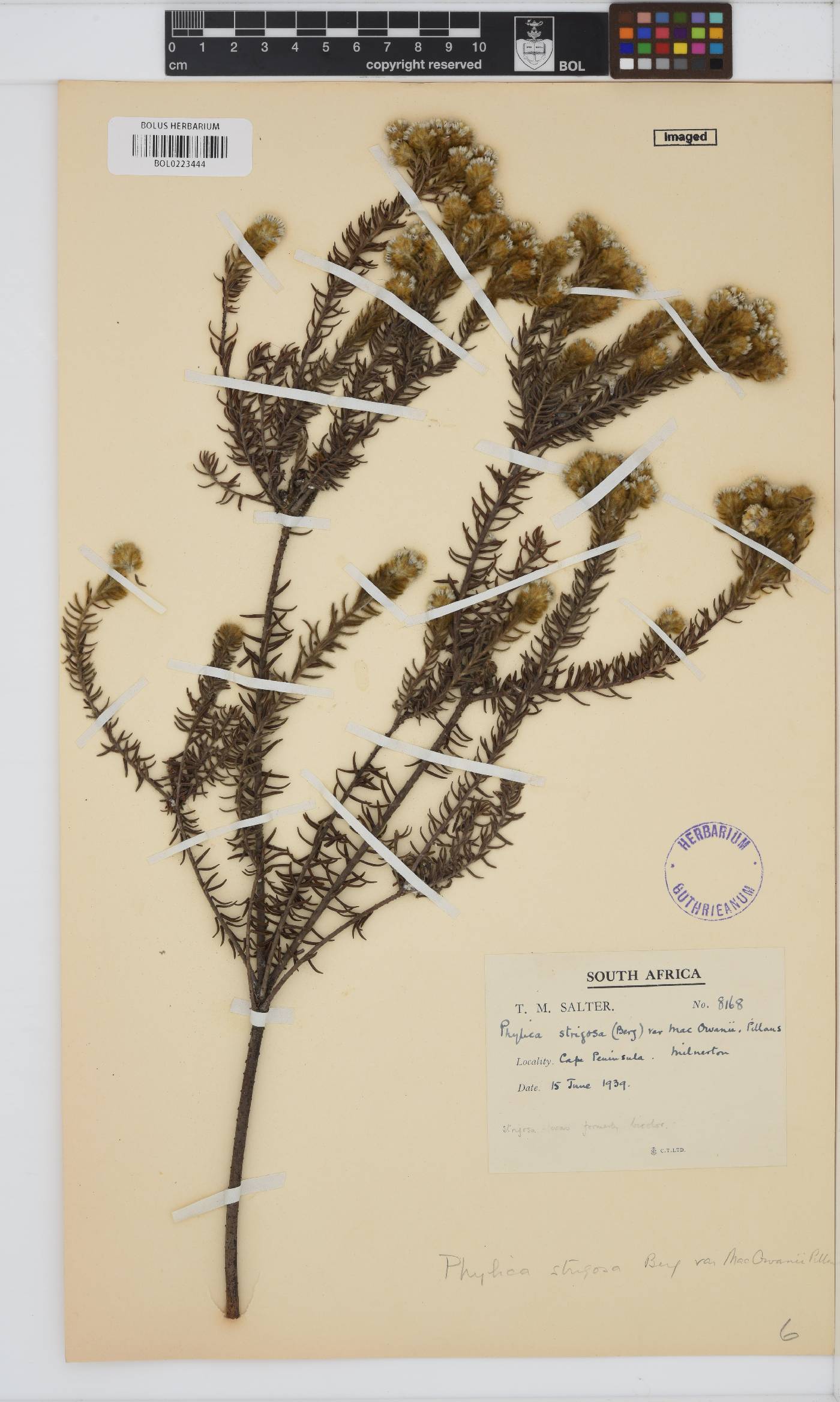 Phylica strigosa var. macowanii image