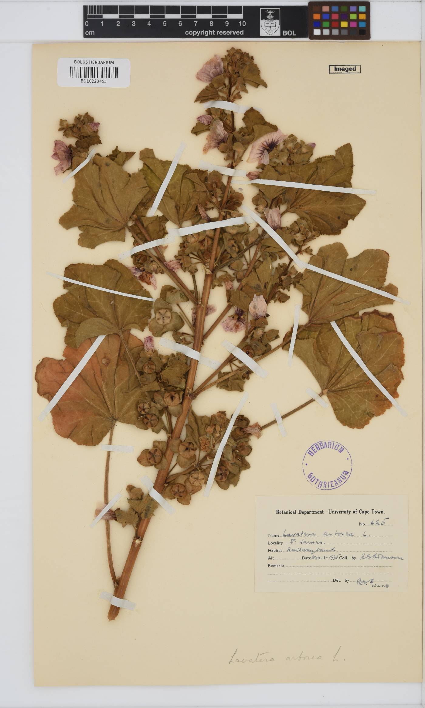 Malva arborea image