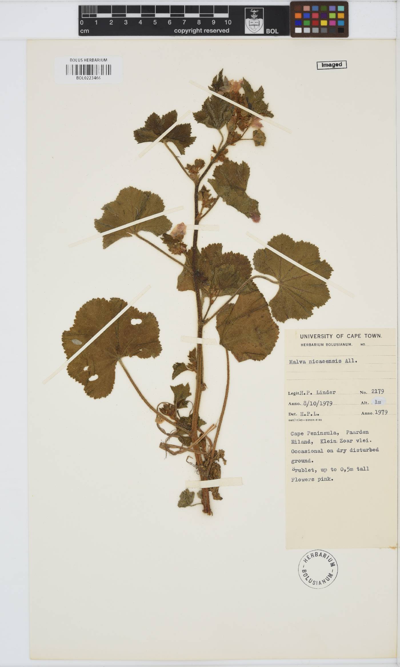 Malva nicaeensis image