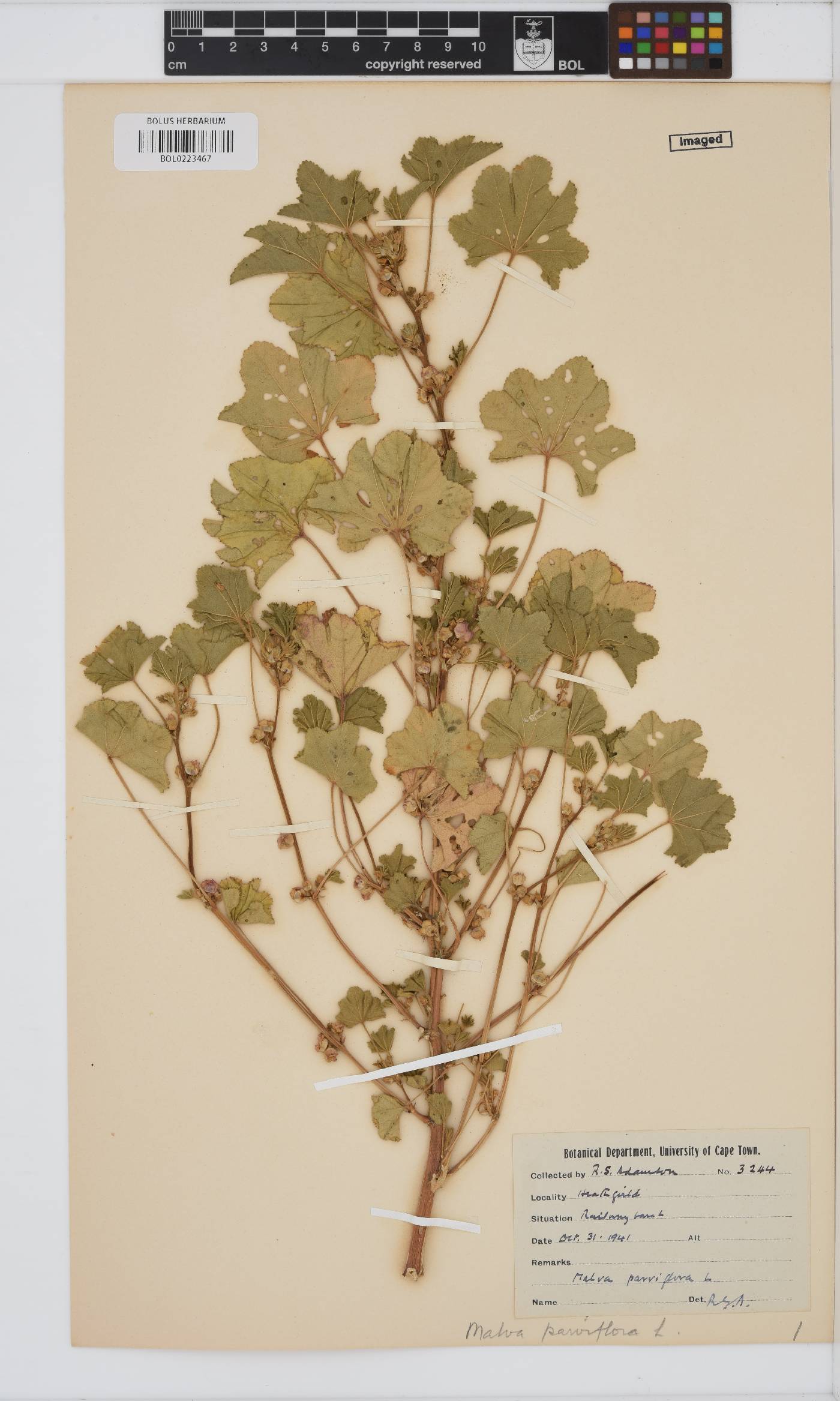 Malva parviflora image