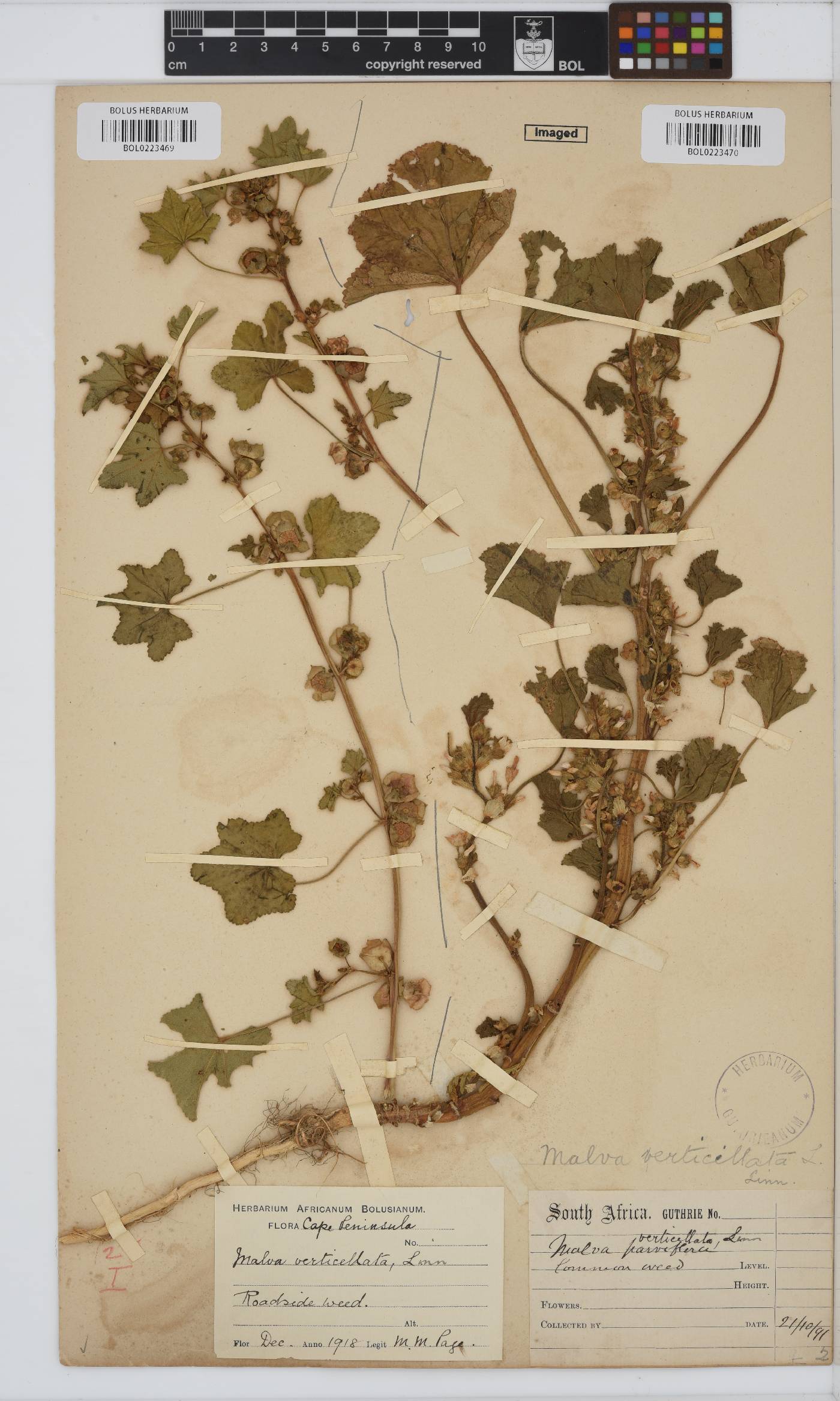 Malva verticillata image