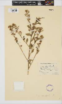 Image of Sida rhombifolia