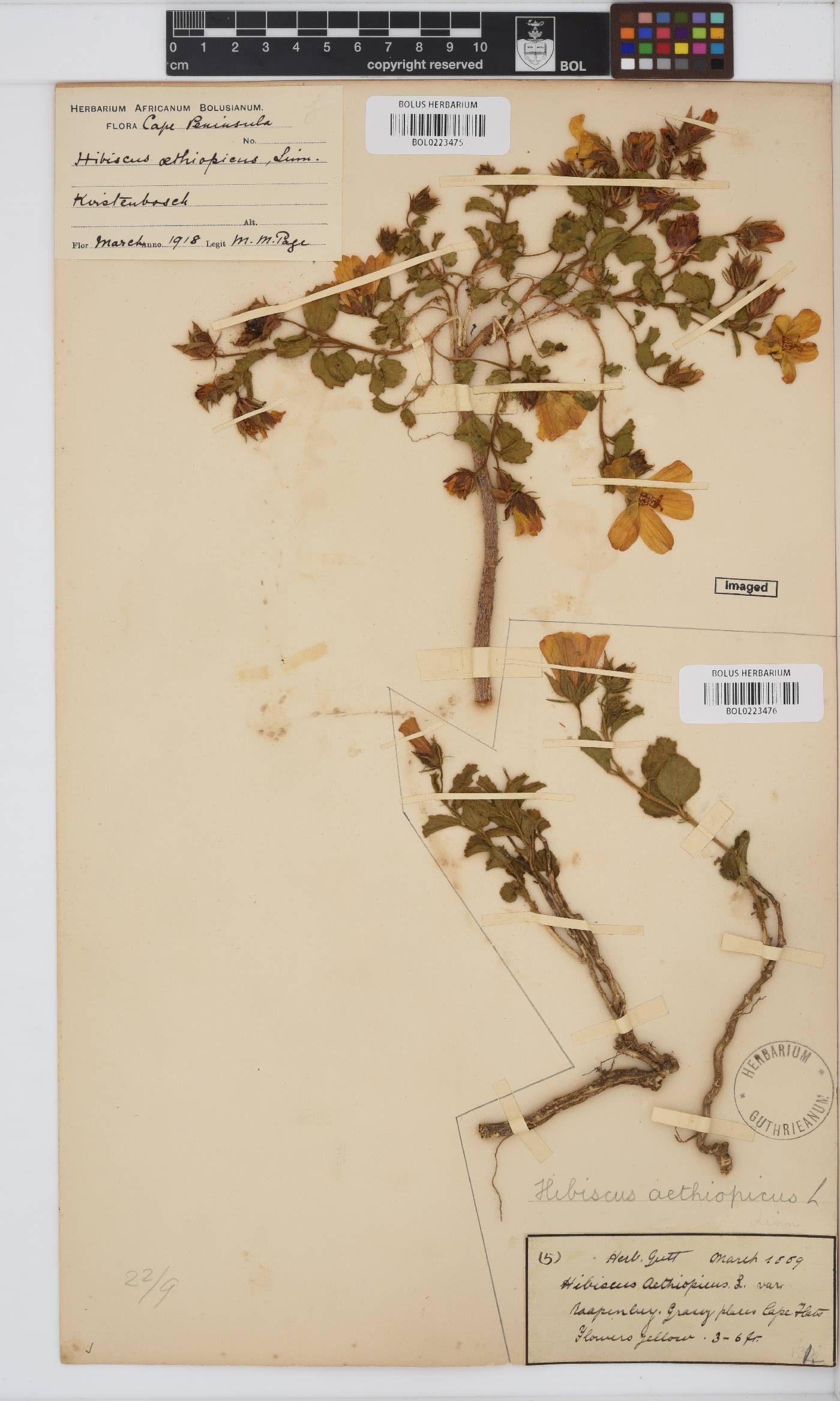 Hibiscus aethiopicus image