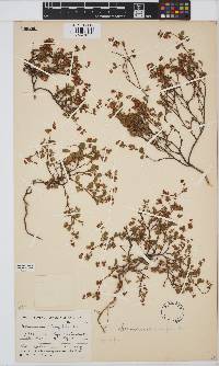 Hermannia alnifolia image
