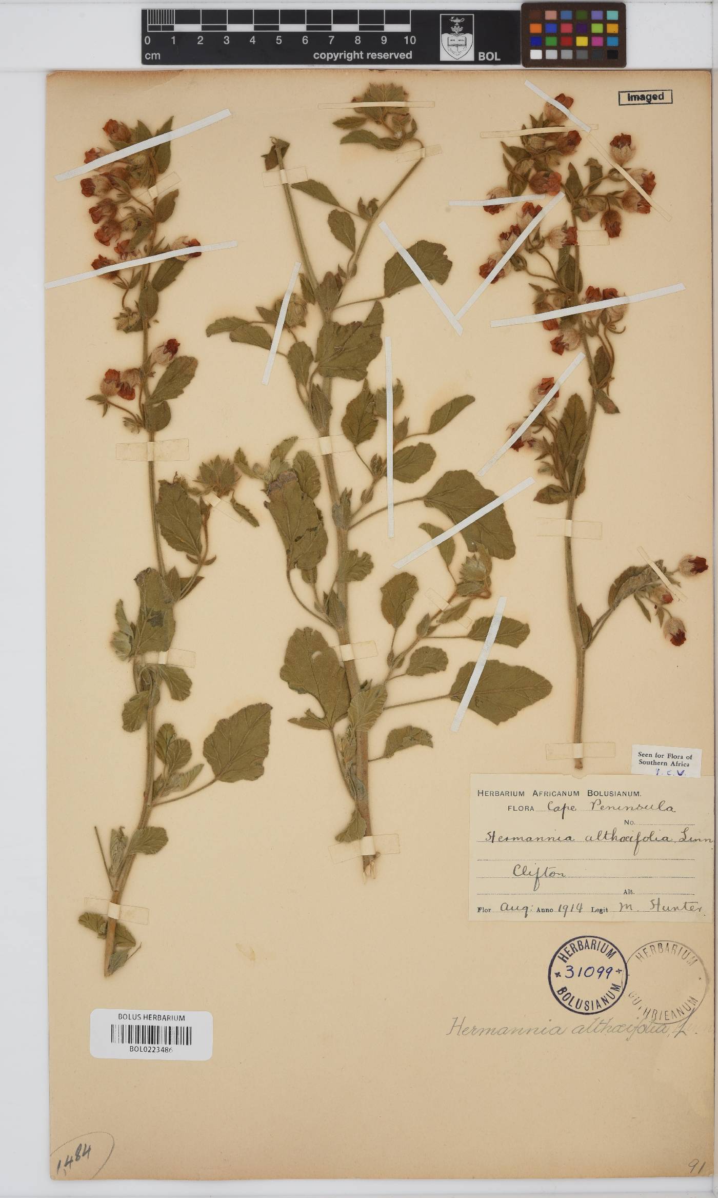 Hermannia althaeifolia image