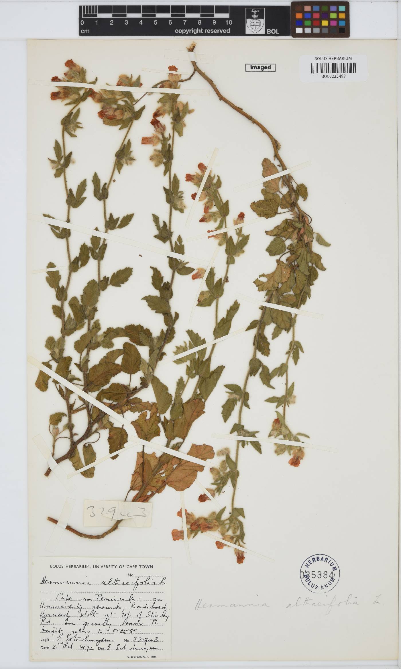 Hermannia althaeifolia image