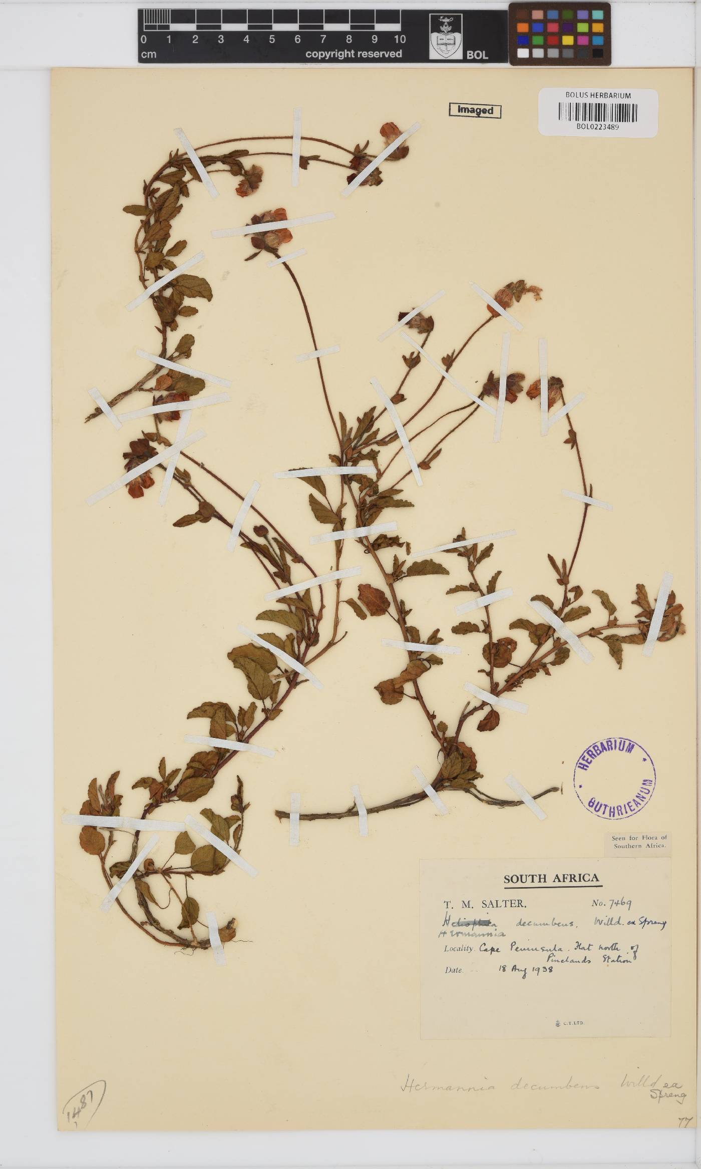 Hermannia decumbens image