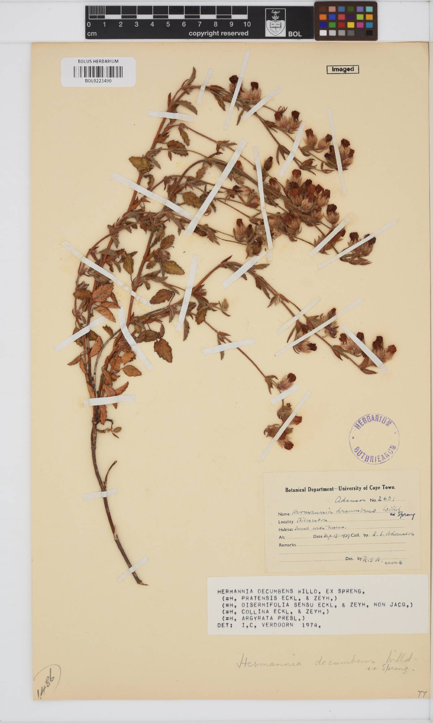 Hermannia decumbens image